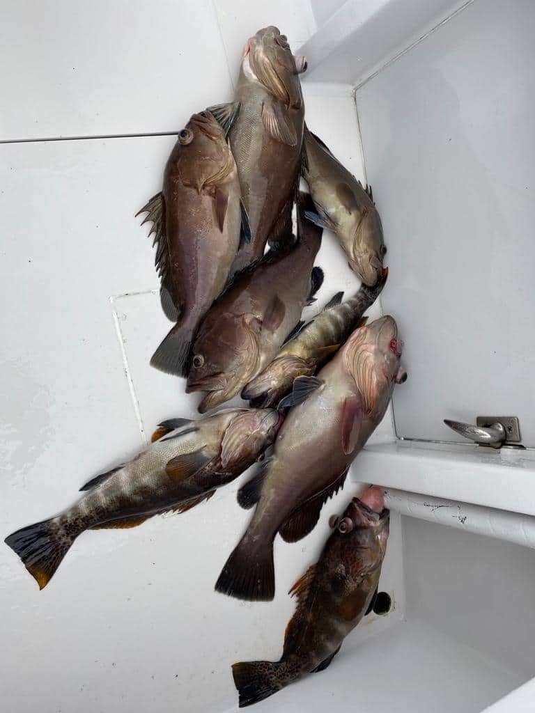 Freshly caught grouper fish laid out on deck after a successful fishing charter with Fish Tale 2 in Costa Rica