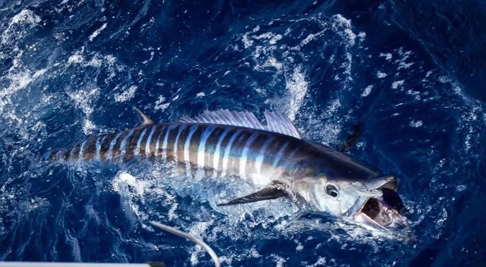 A fish with a long, slender body and vertical stripes in blue, silver, and black, caught in the ocean with water splashing around it.