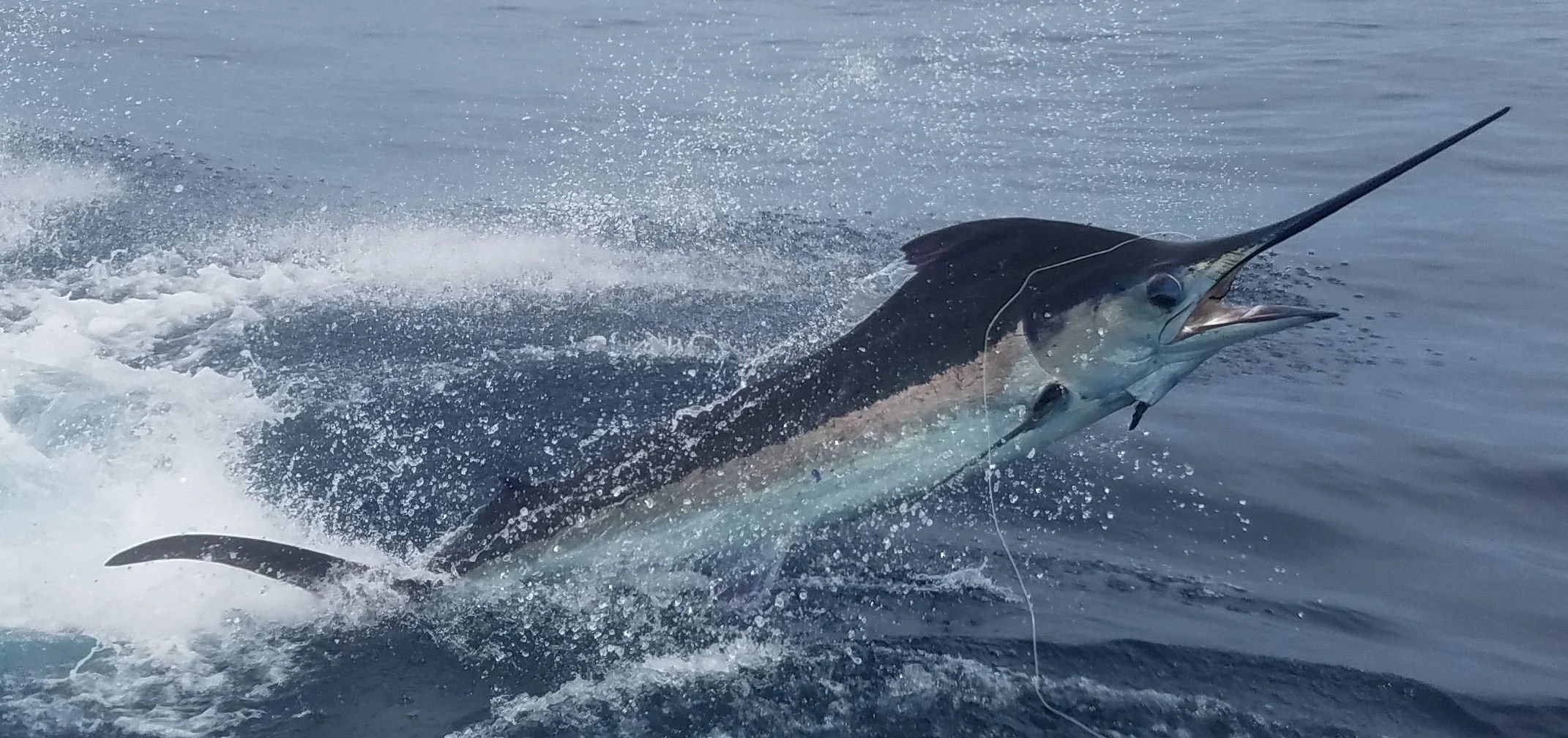 A marlin jumping on the Line onboard the Fish Tale 2, out of Marina Flamingo, Playa Flamingo, Guanacaste, Costa Rica