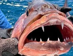 Close-up of a large Snapper with open mouth and sharp teeth caught aboard Fish Tale 2 fishing charter in Costa Rica