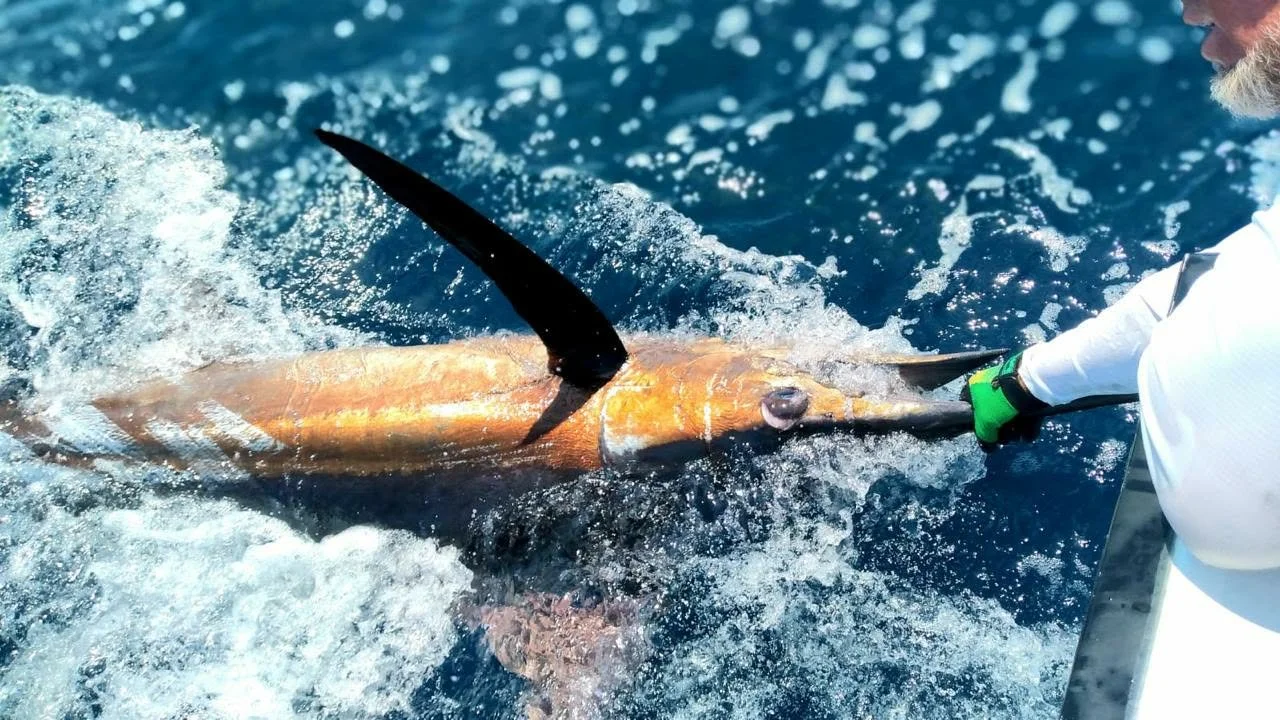 Marlin On Fish Tale 2 Costa Rica