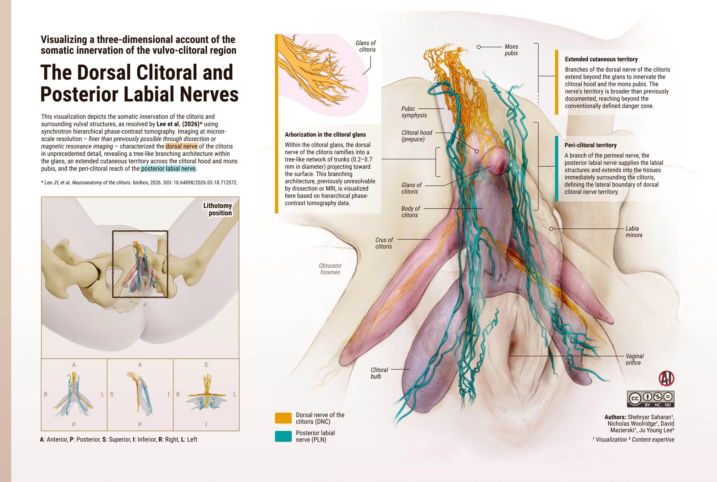 The Dorsal Clitoral and Posterior Labial Nerves