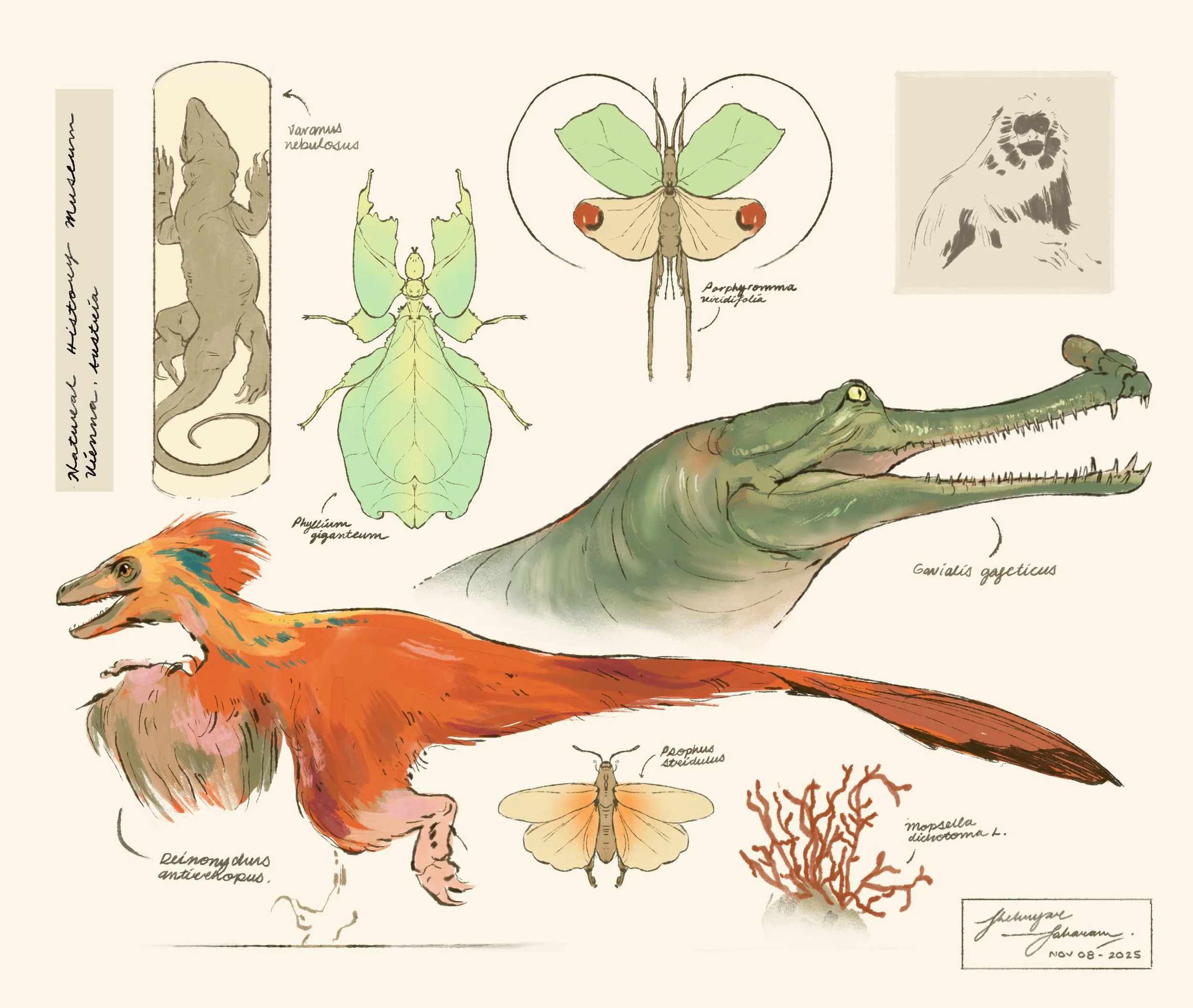 NaturalHistoryMuseumDrawings.jpg