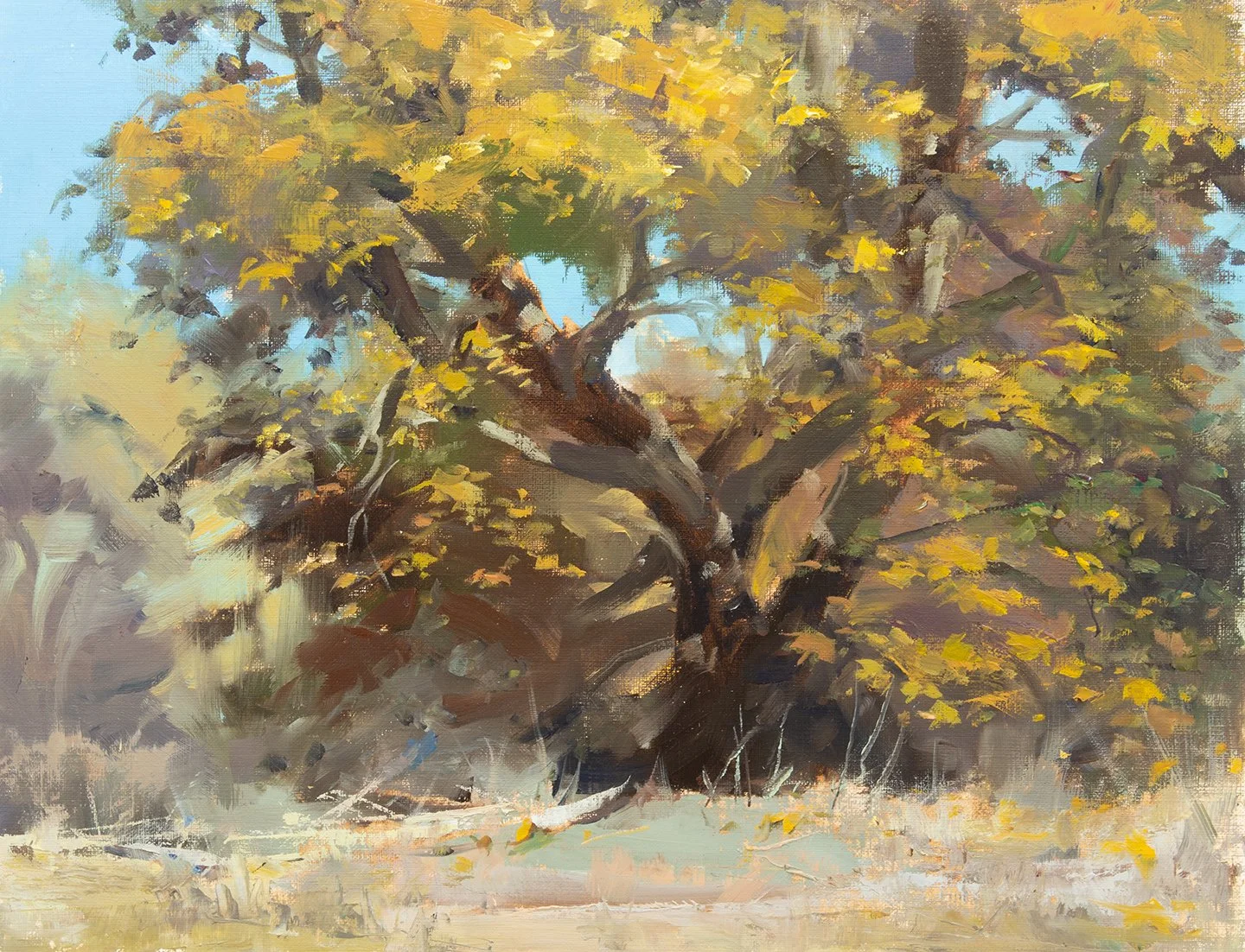 11x14_BigSur_GarlandParkOakPath.jpg