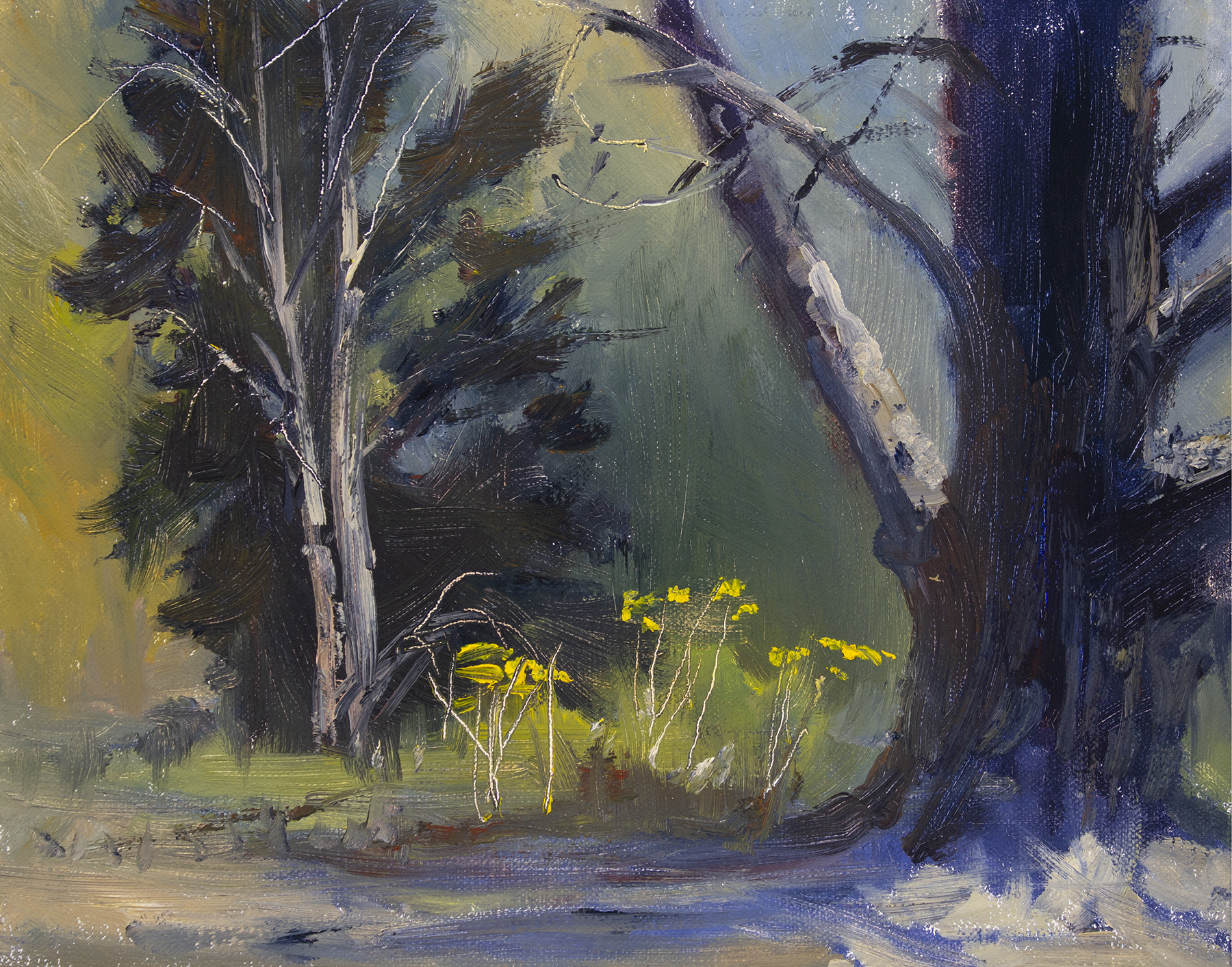 8x10_BigSur_PinesAndWildMustardOnRoute1.png