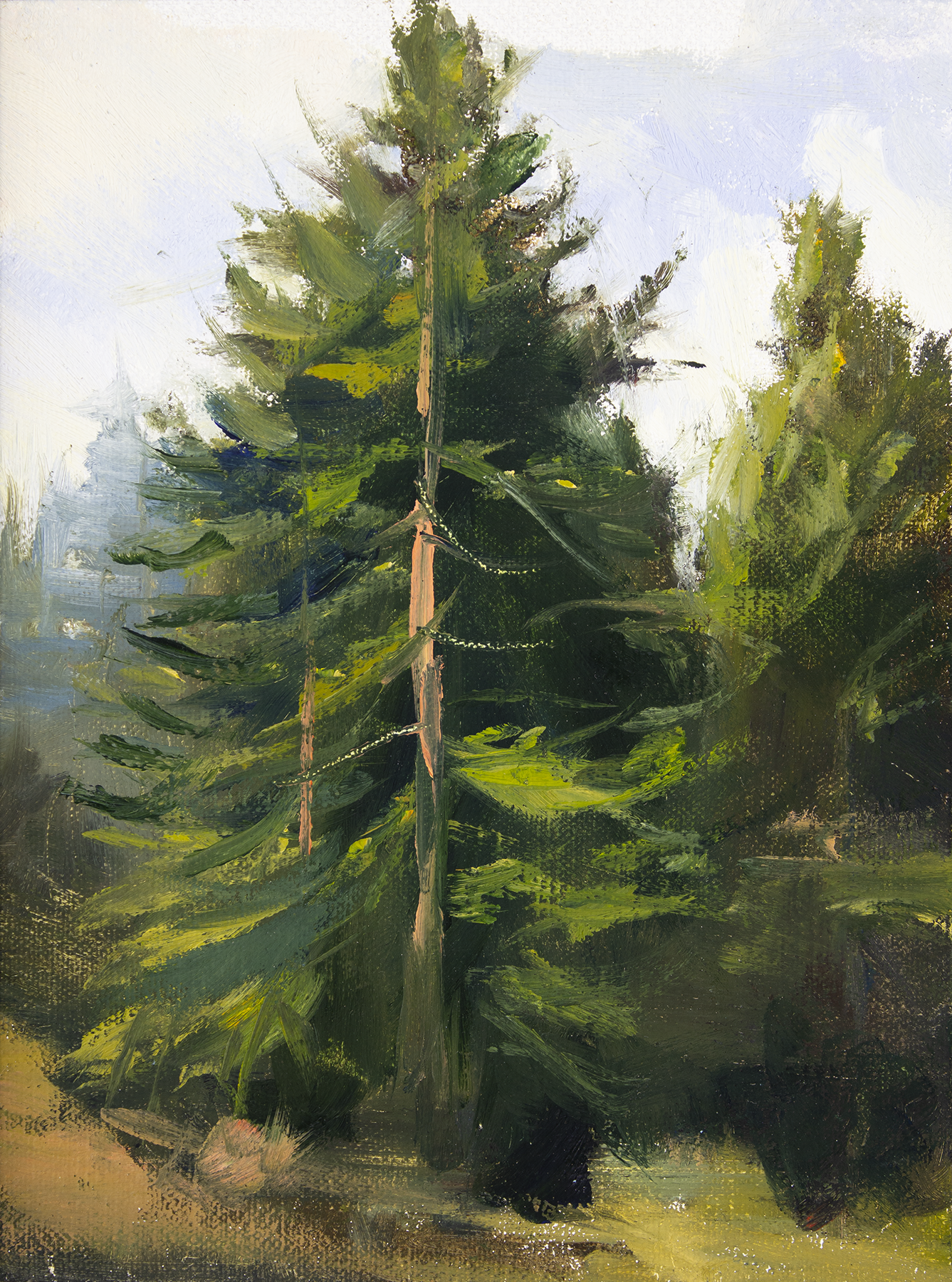 8x6_Oakland_YoungRedwoodTreeInTildenCanyon.png