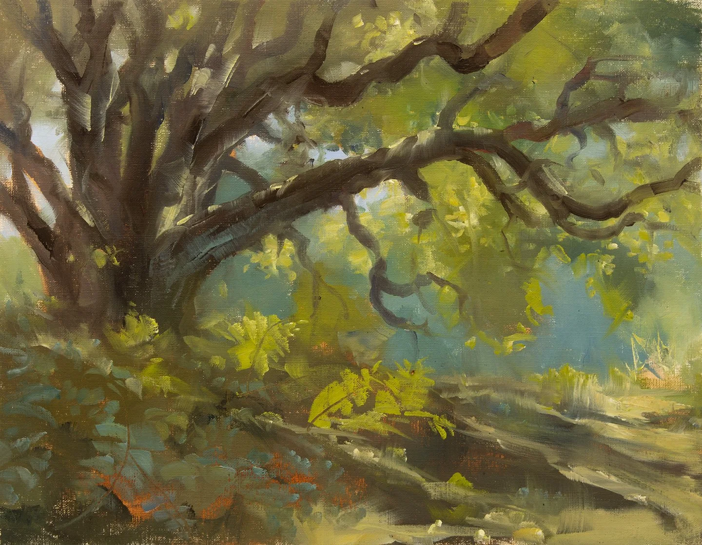 11x14_BigSur_GarlandParkOak.jpg