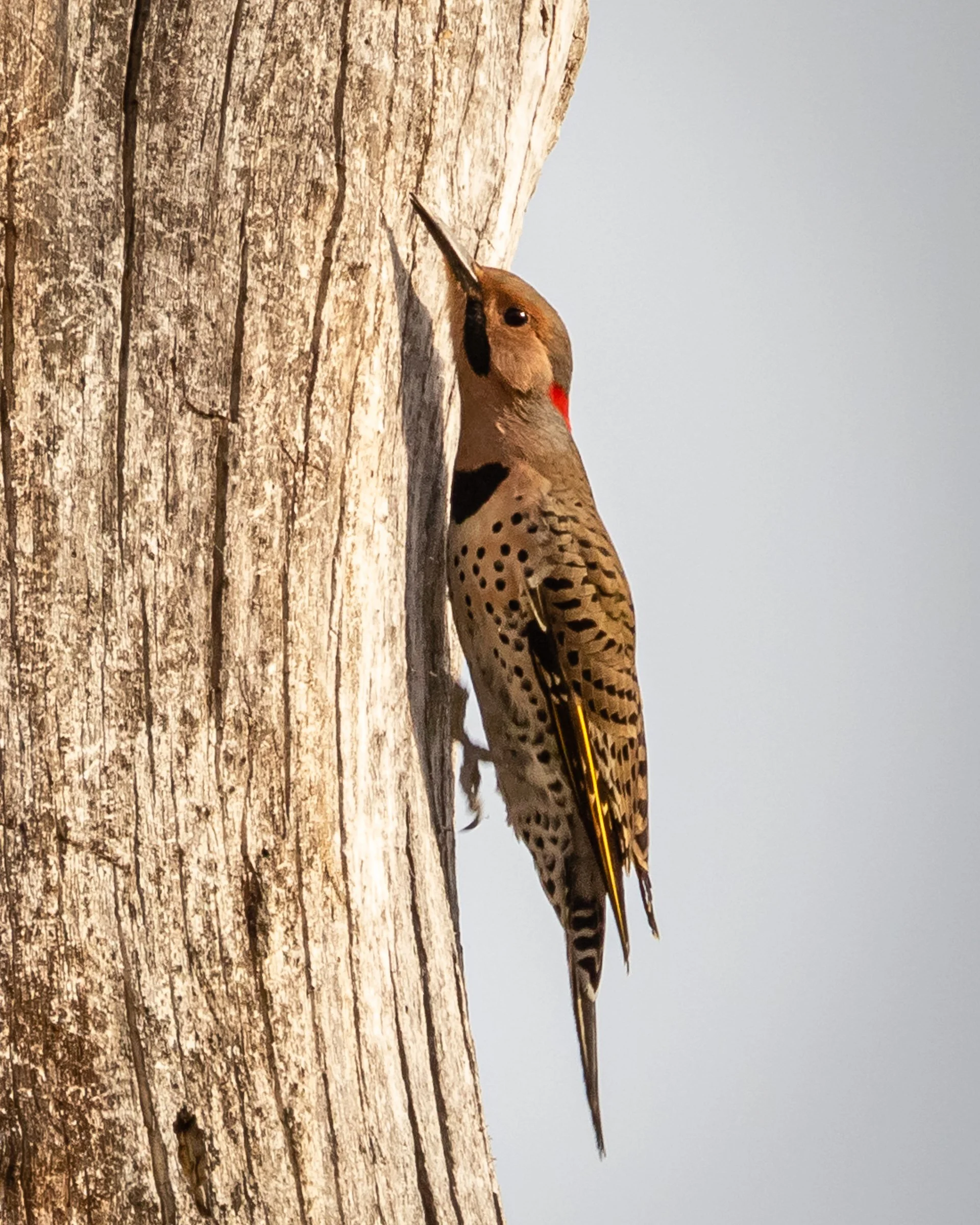 Northern Flicker