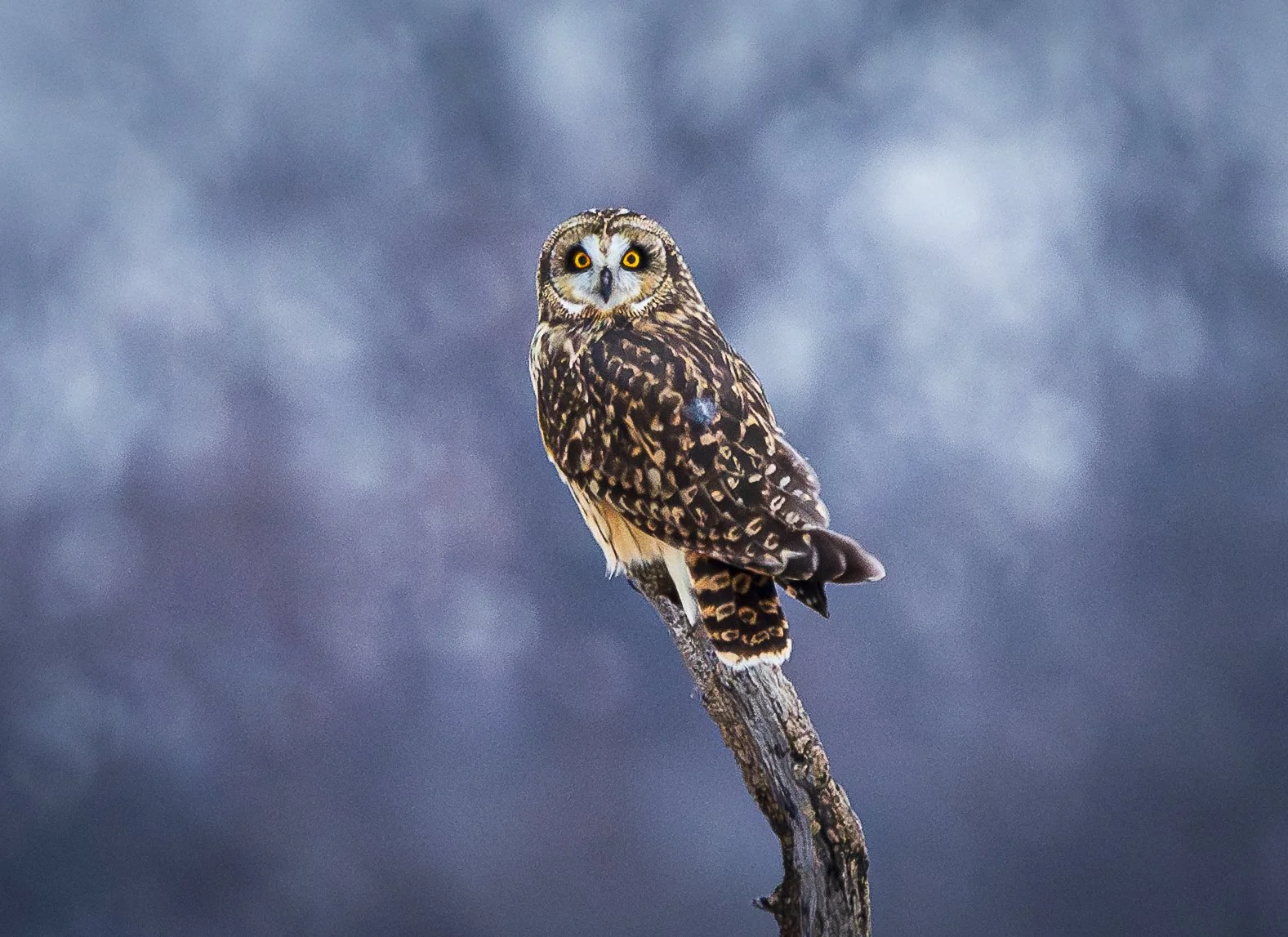 430A8916-Enhanced-NR.jpg