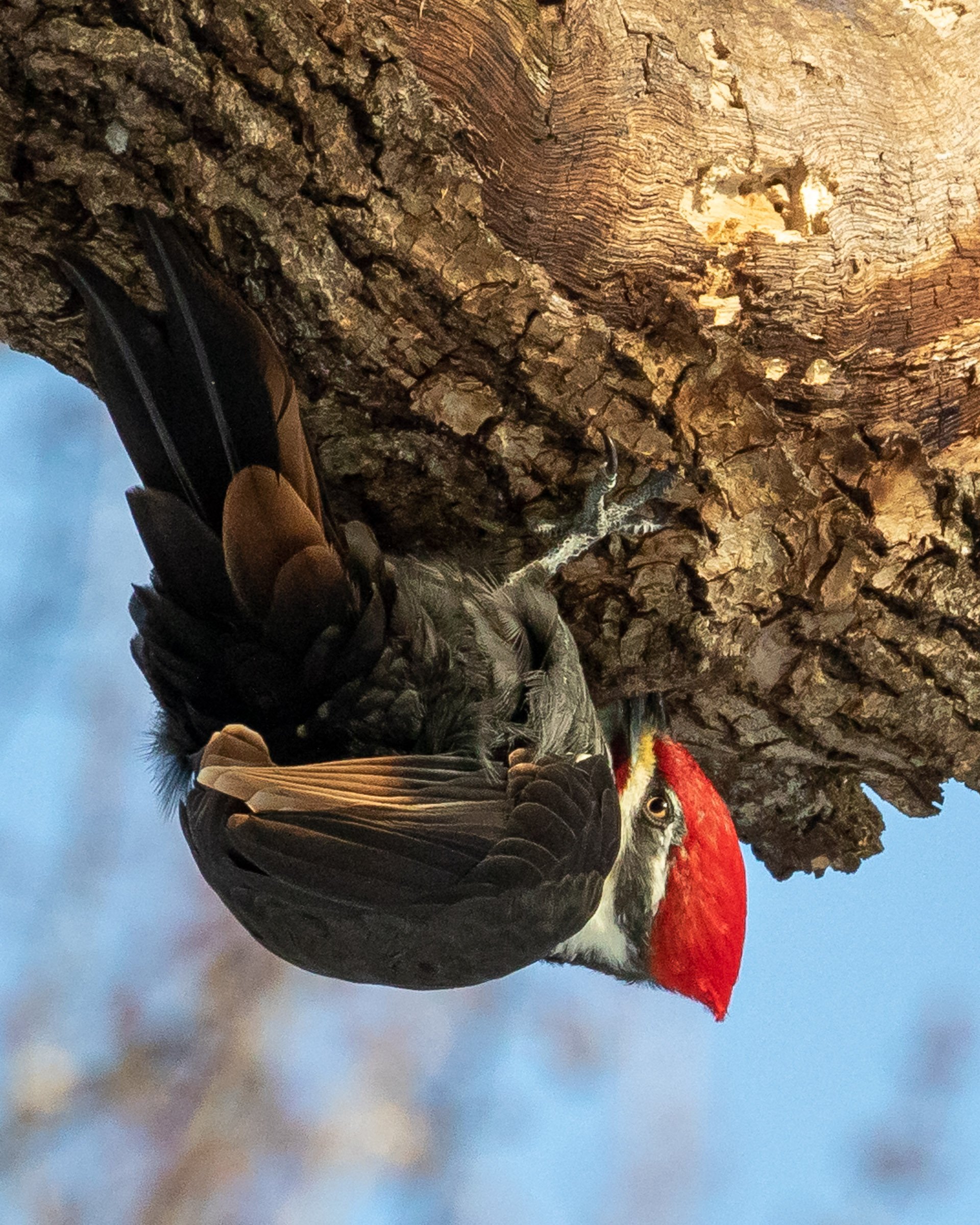 Pileated Woodpecker