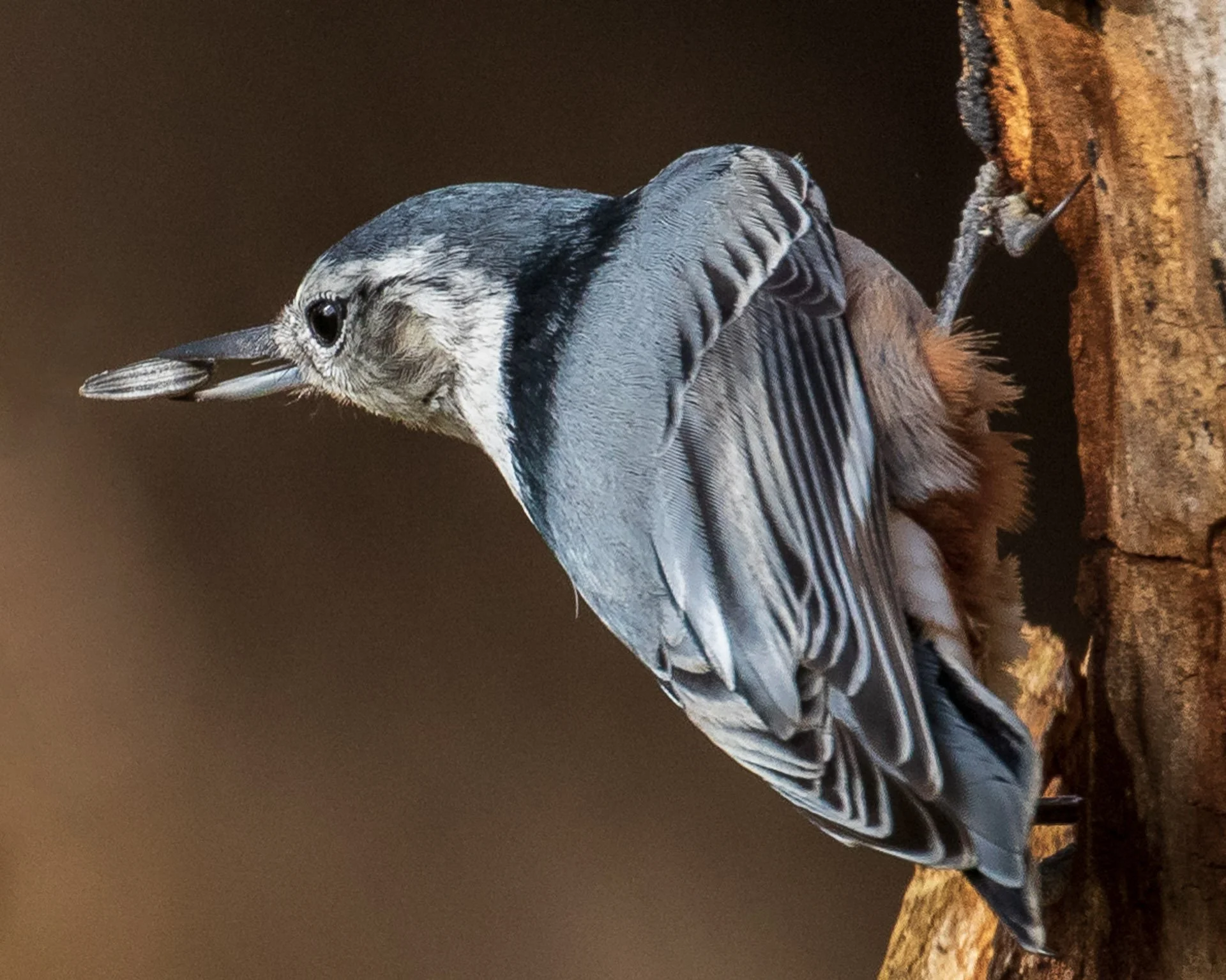 White-breasted Nuthatch with seed