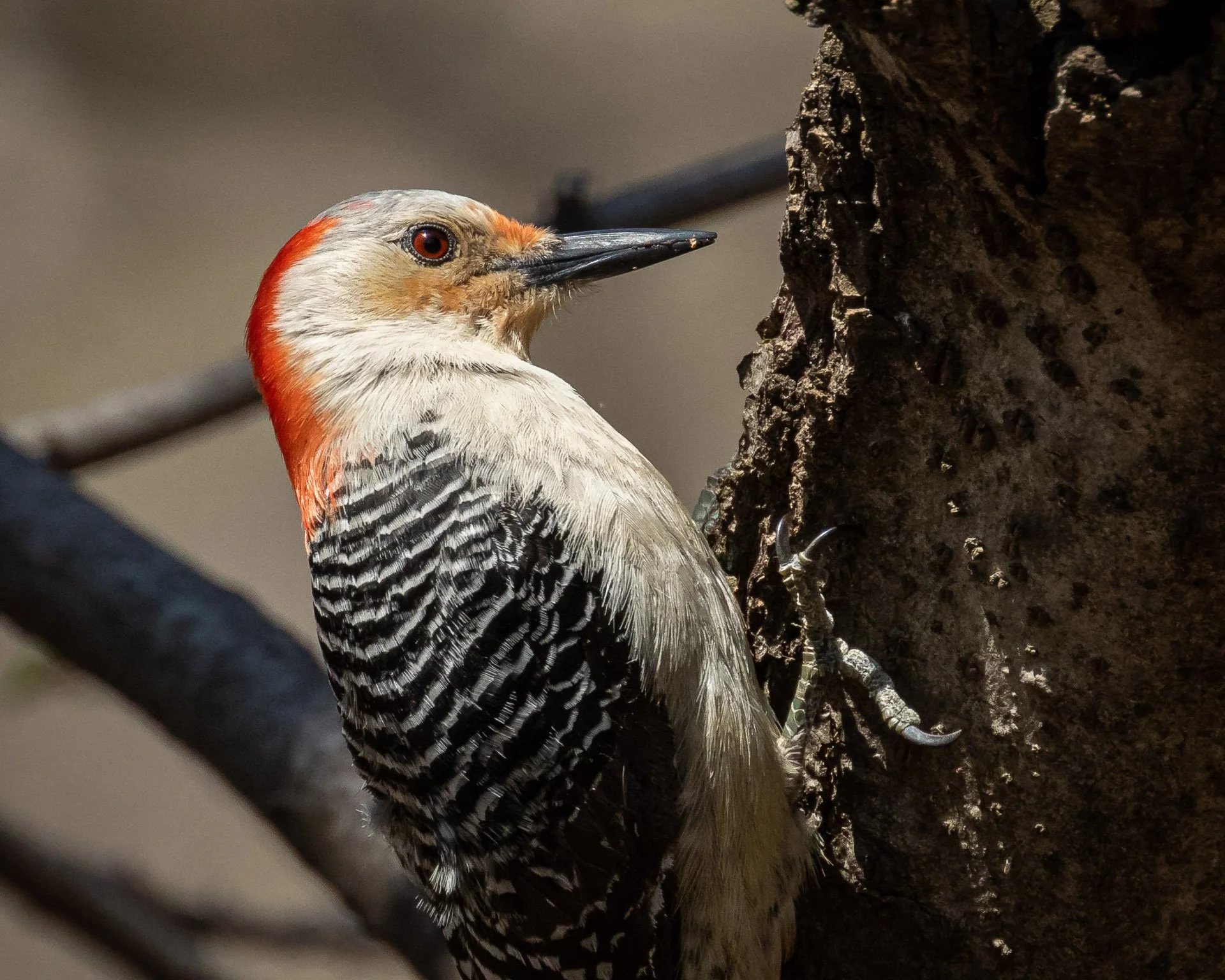 Red-bellied Woodpecker