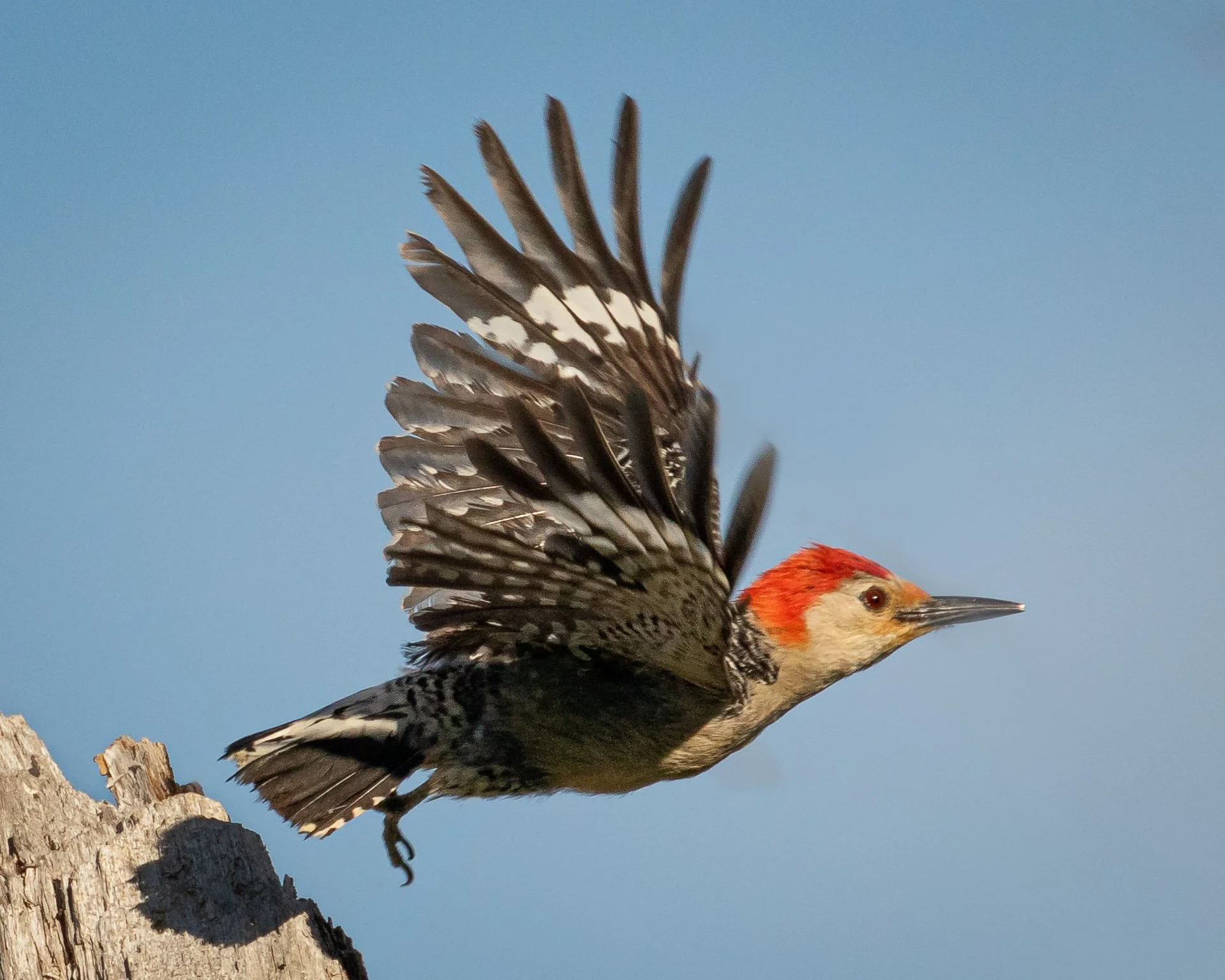Red-bellied Woodpecker takeoff