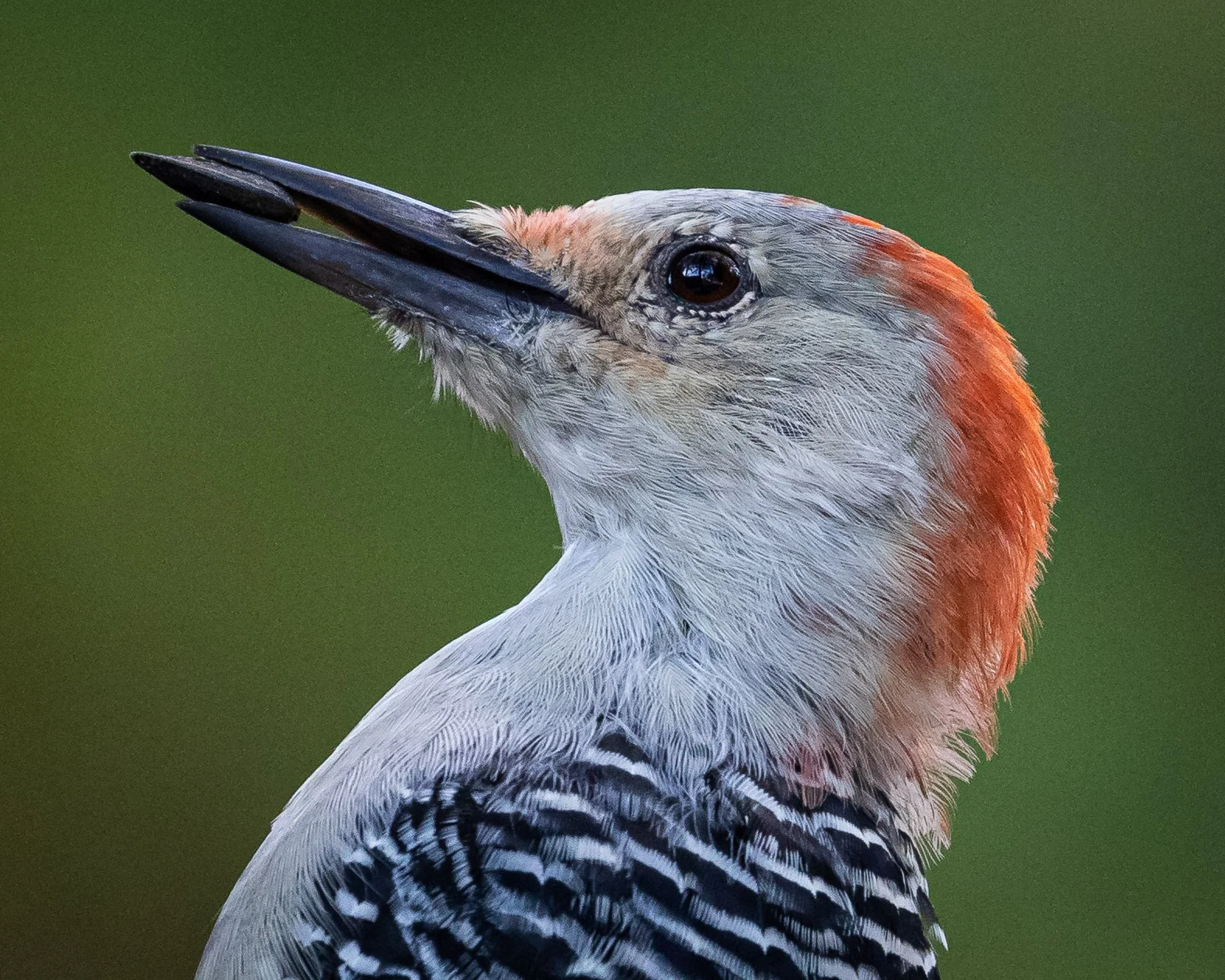 Red-bellied Woodpecker with seed