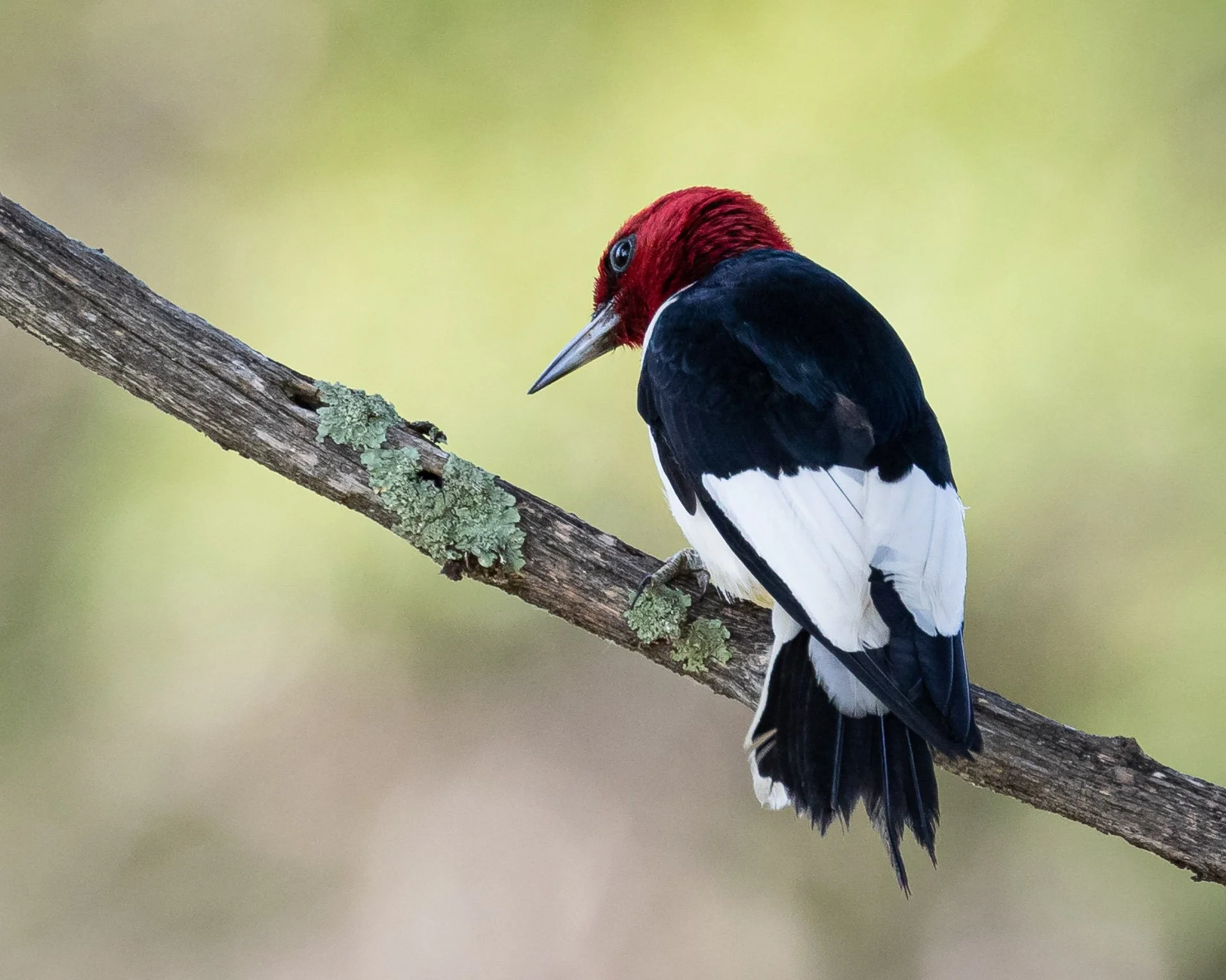 Red-Headed Woodpecker