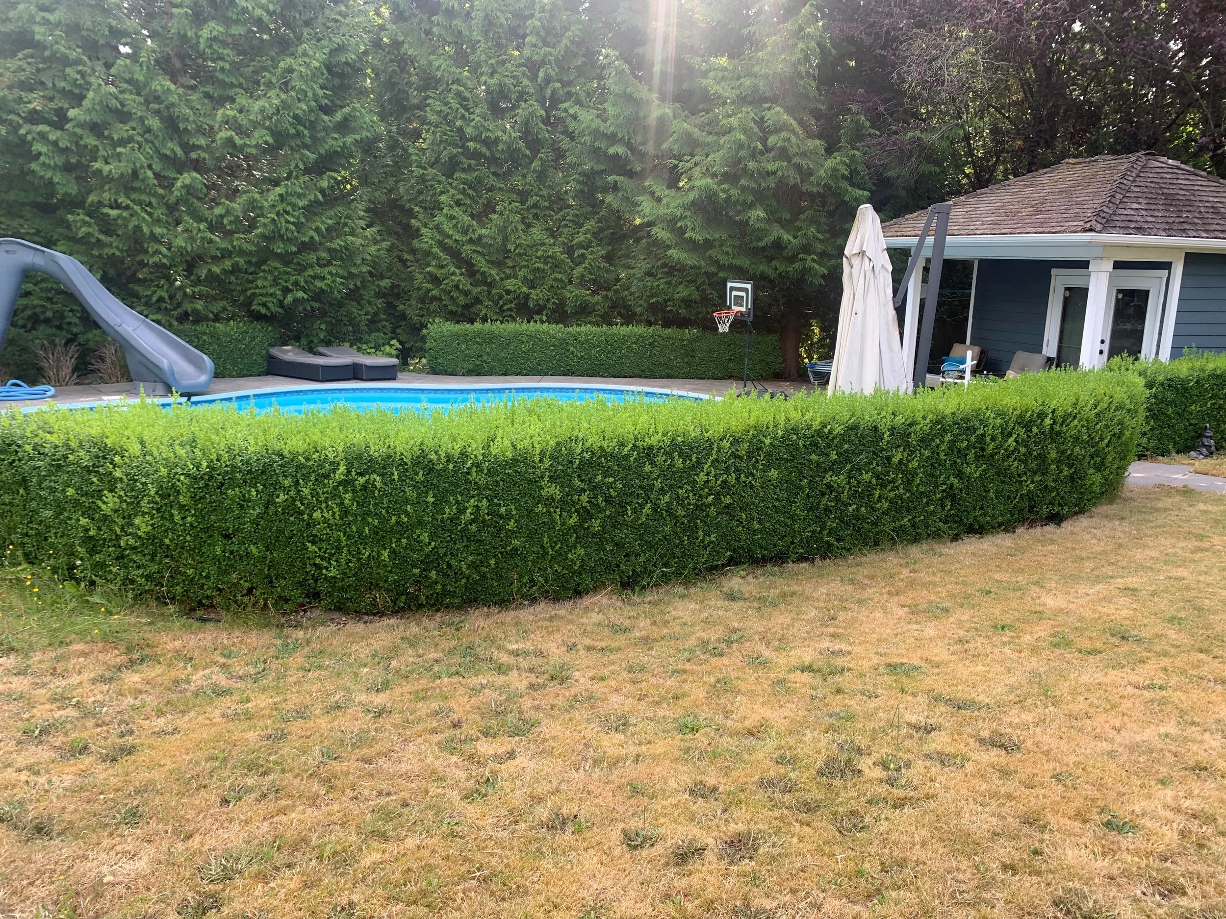 hedge removal before.jpg