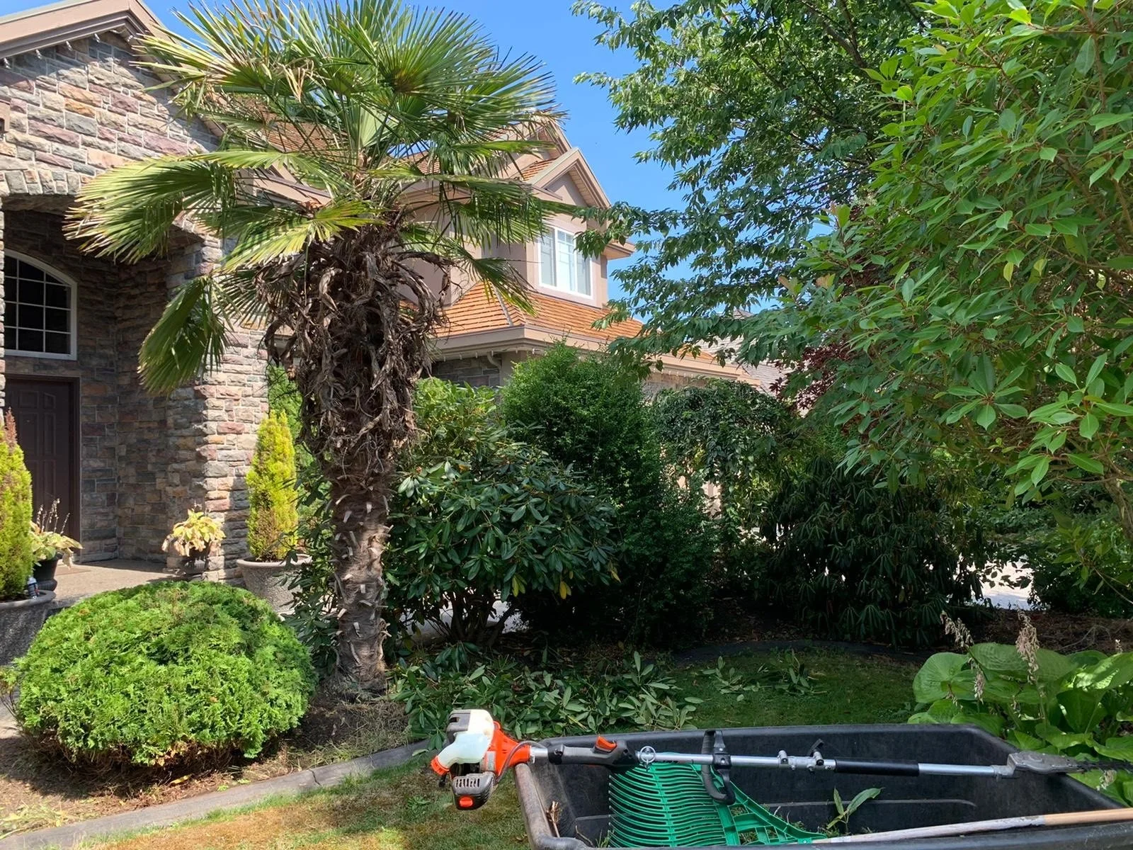 before hedge sculpting .png