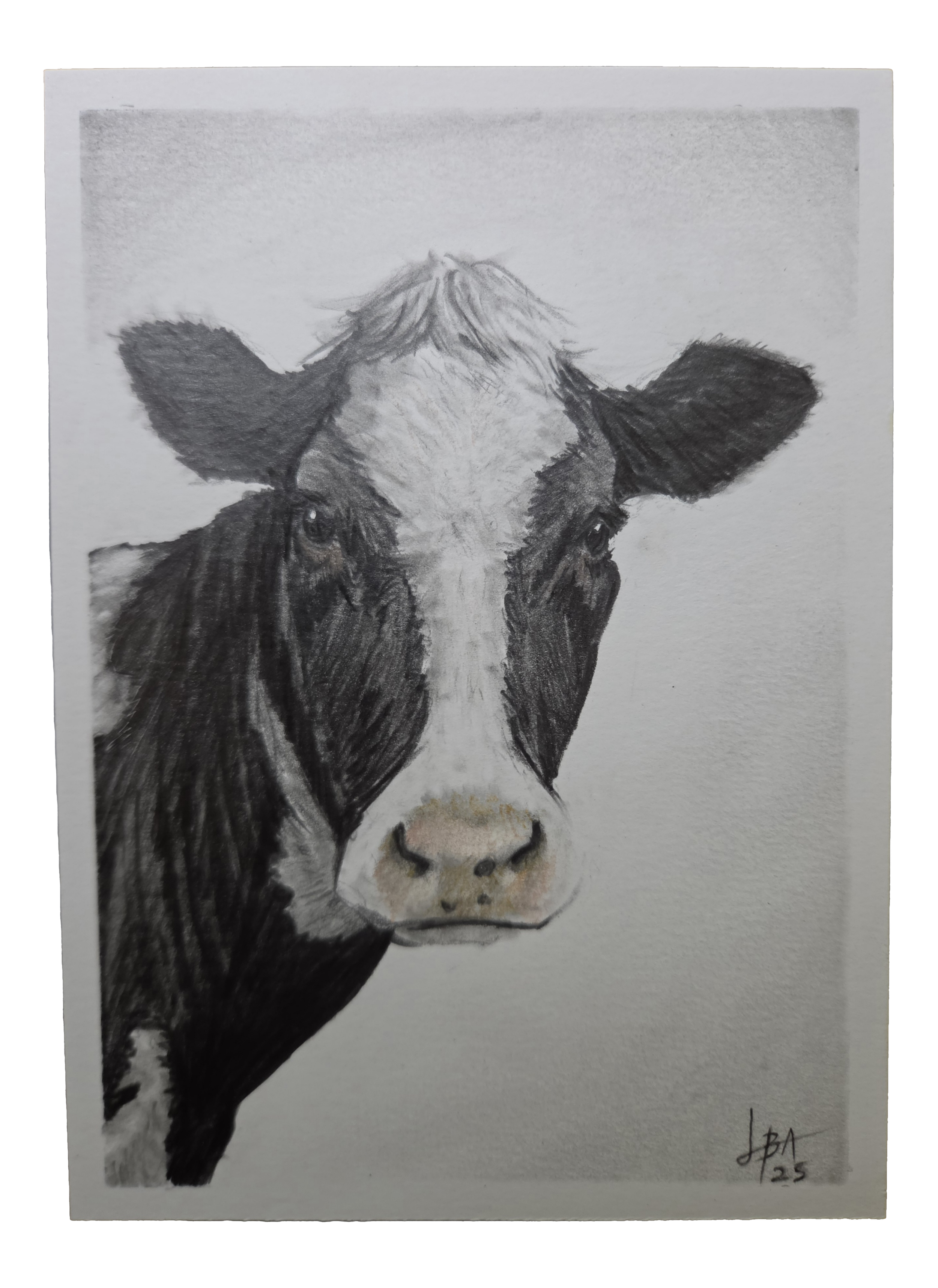 cow.png