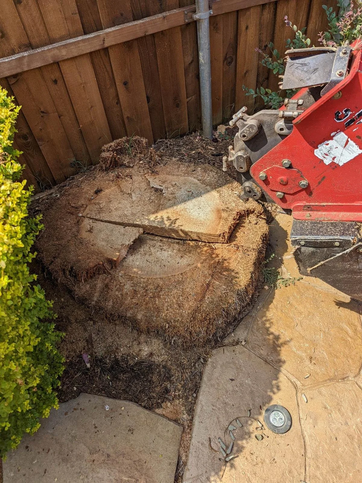 Palm stump.jpg