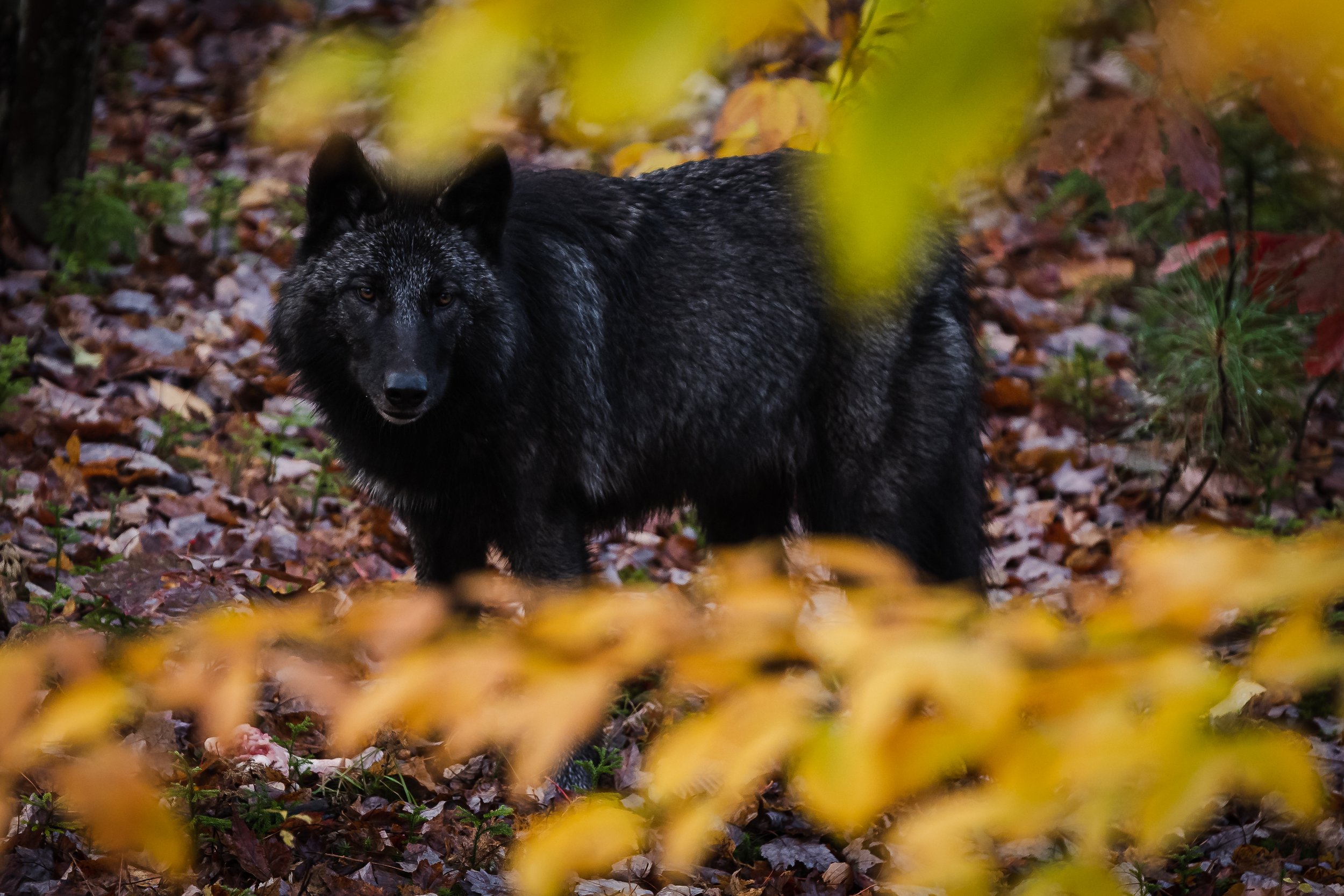 Wolf-1.jpg