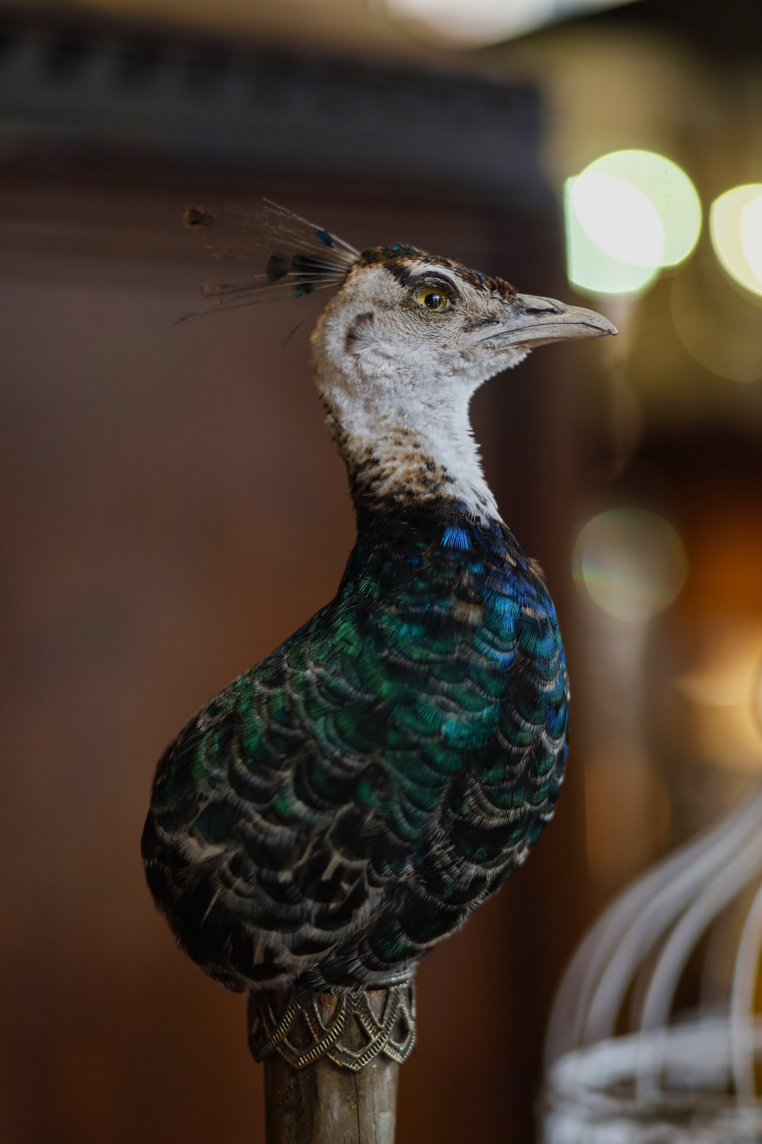peacockheadcloseup.jpg