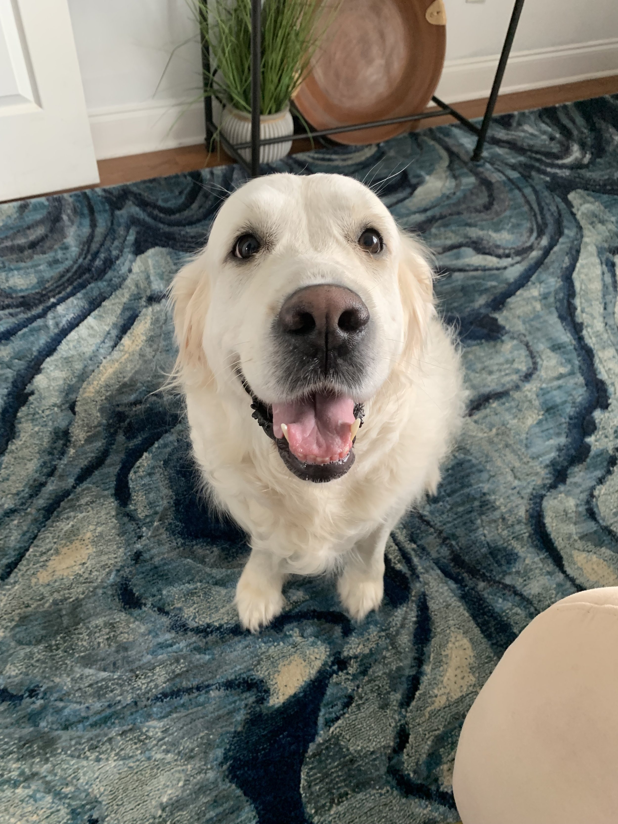 Our Mission — Bella's Pet Grooming