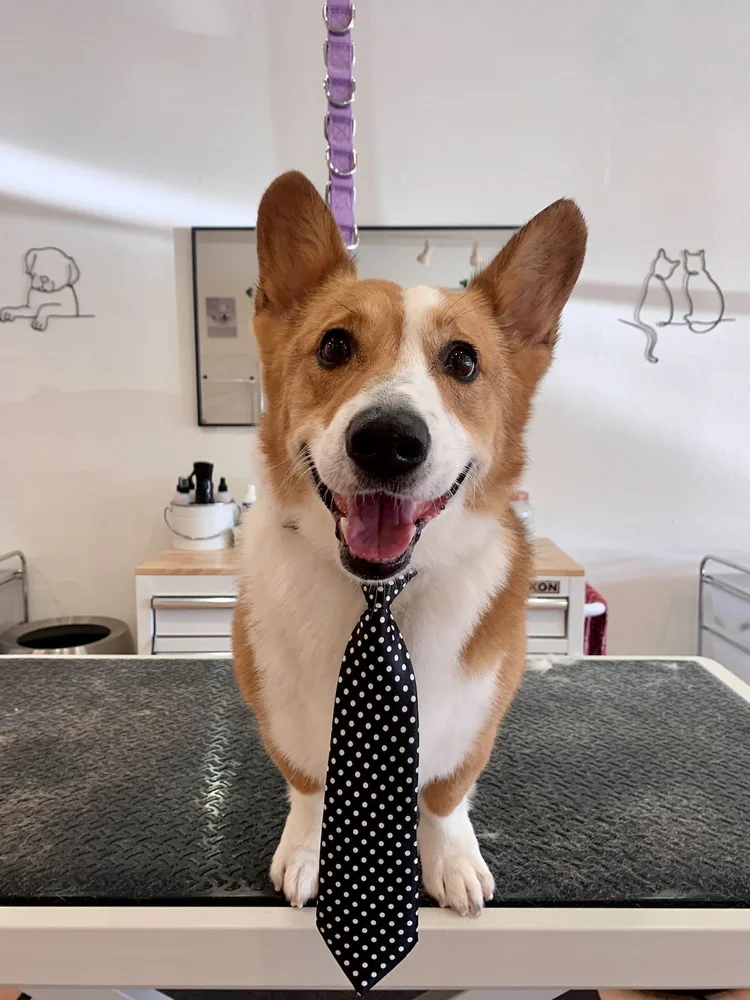 Bella's Pet Grooming