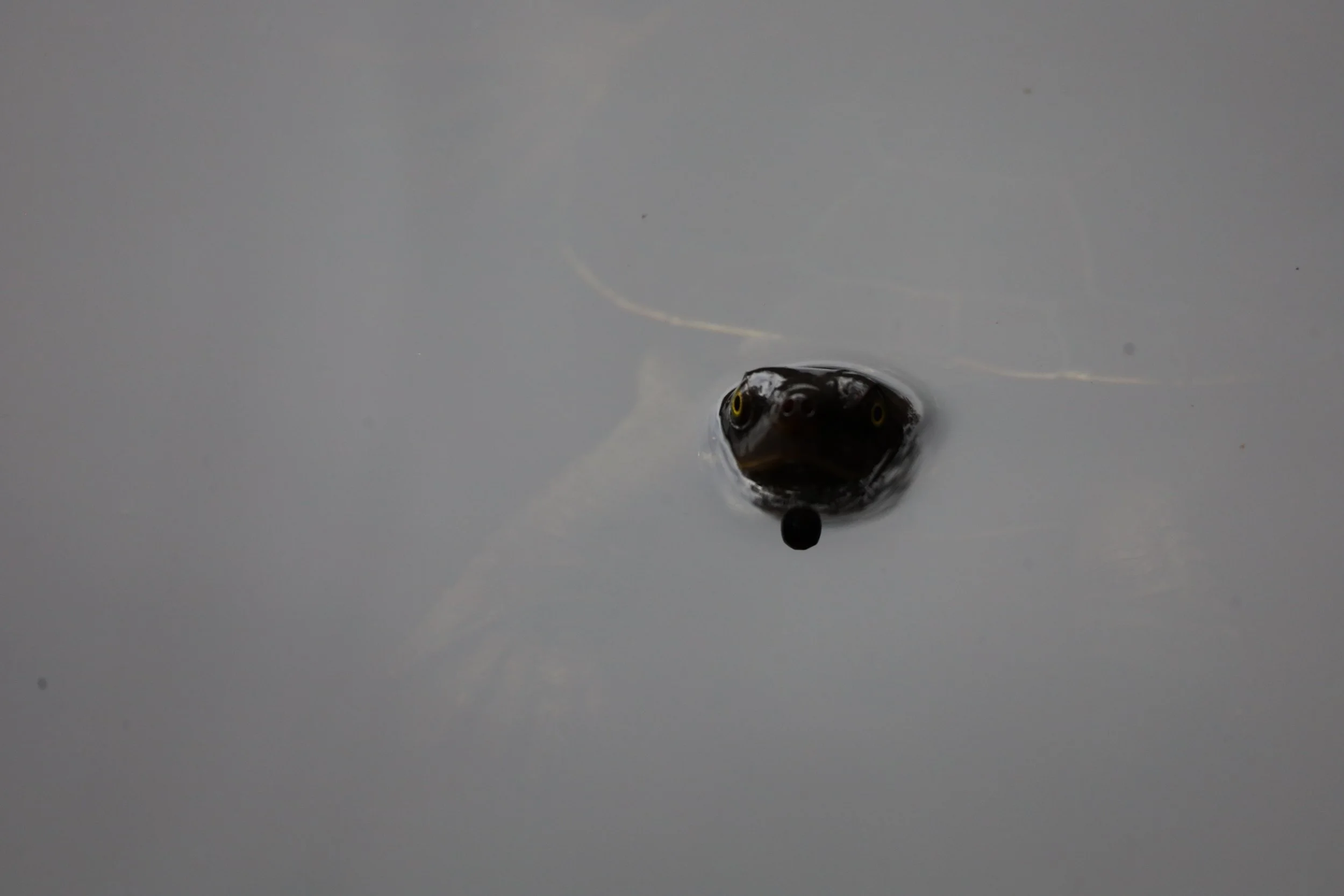 Lake Allom where the little turtles love to check you out