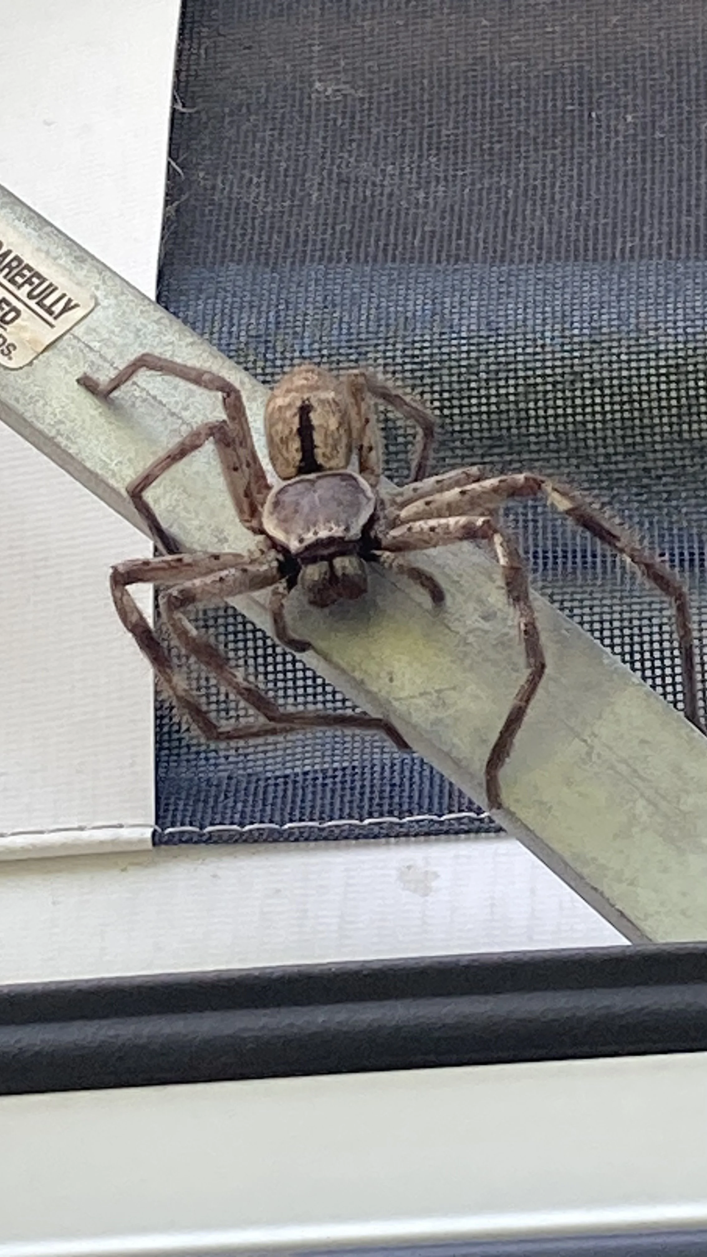 Found perched on our pop top at K'gari