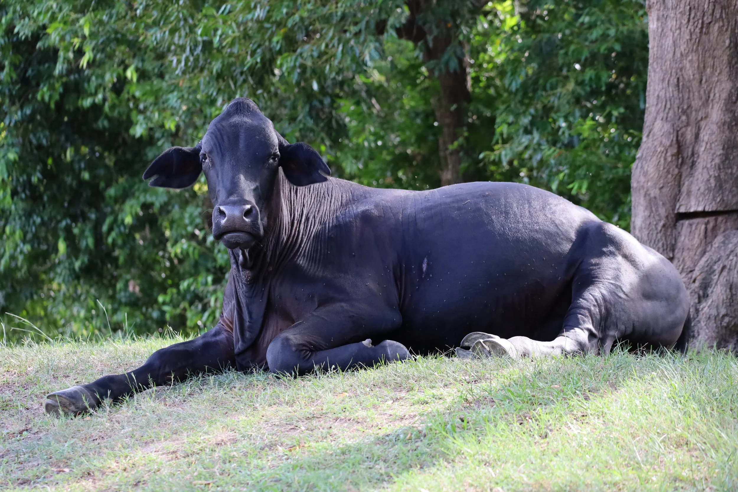 Sharing our free camp with some cattle