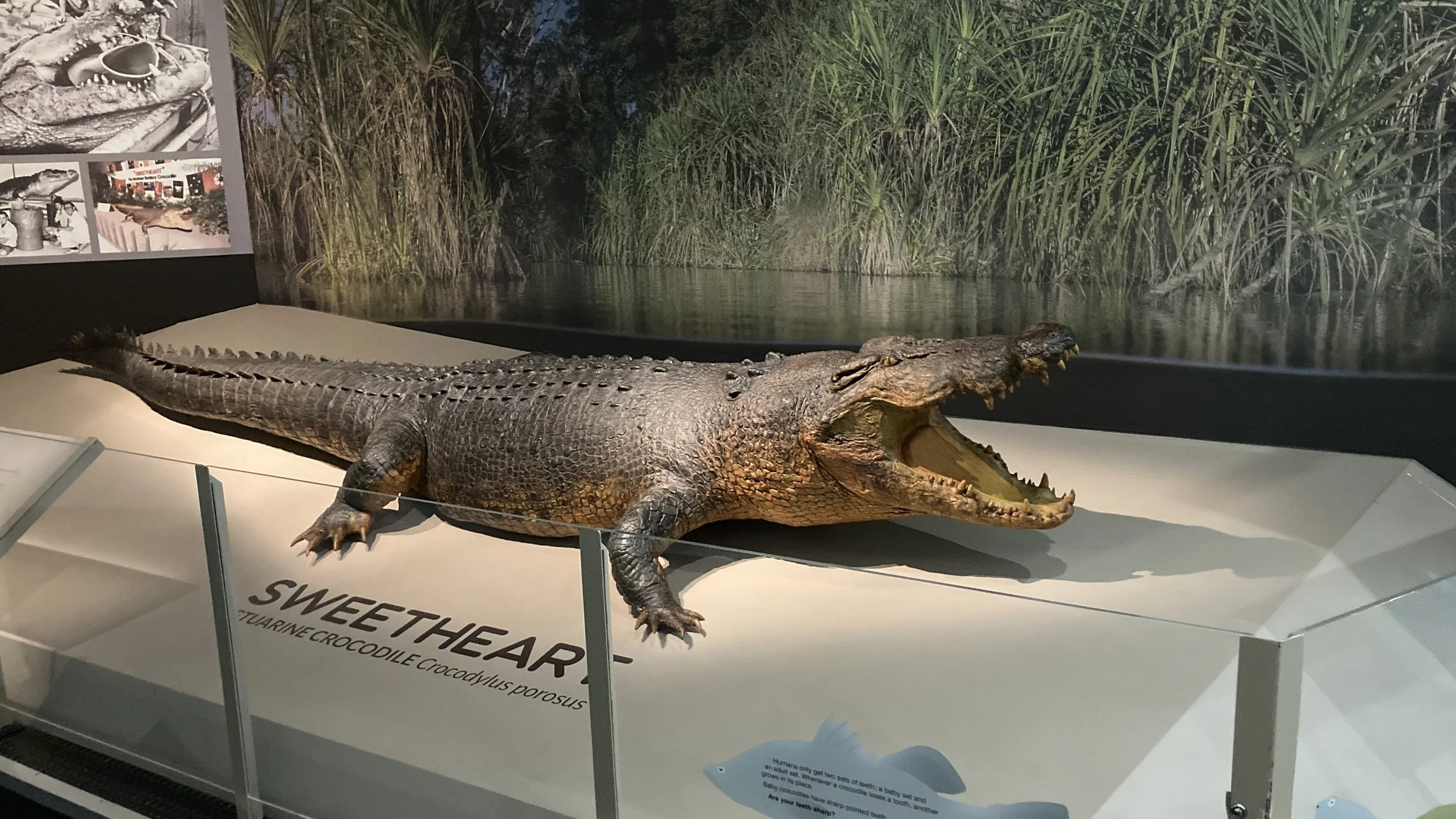 Sweetheart was a legendary 5.1 mtre saltwater crocodile that terrorised fishermen in the Finniss River system during the 1970's