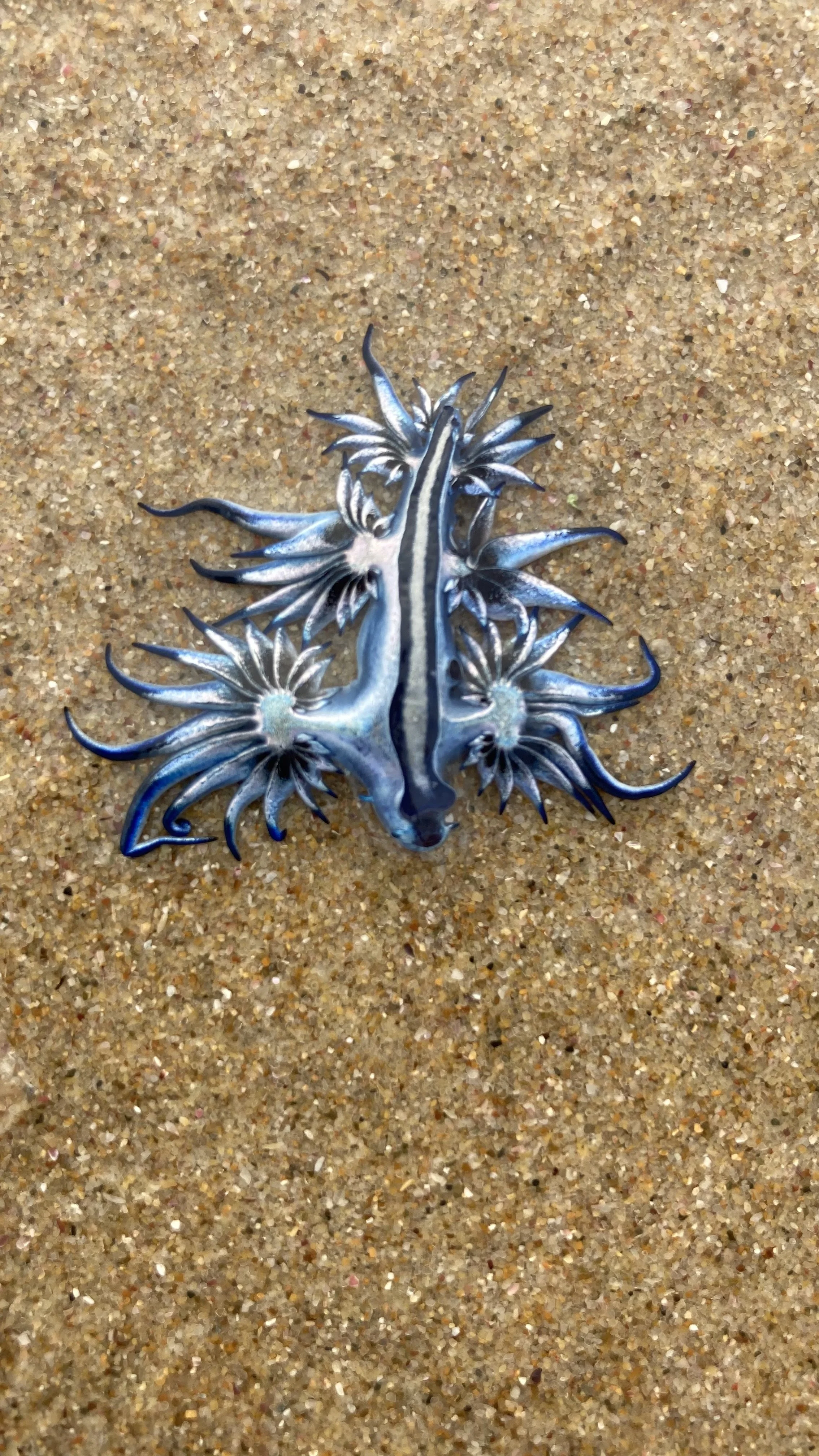 Blue Sea Dragon
