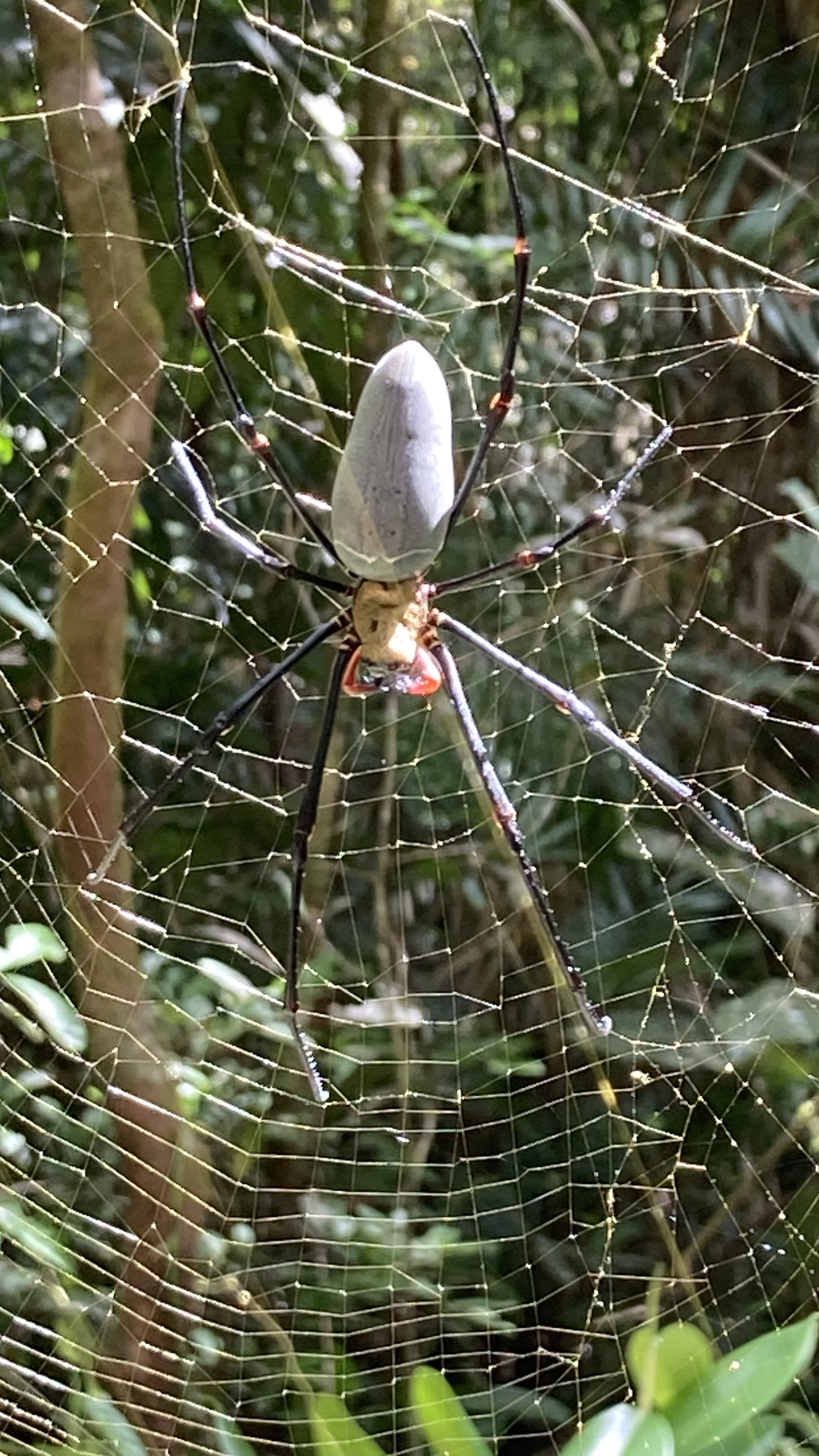 Golden Orb-Weaver we found at Mossman Gorge