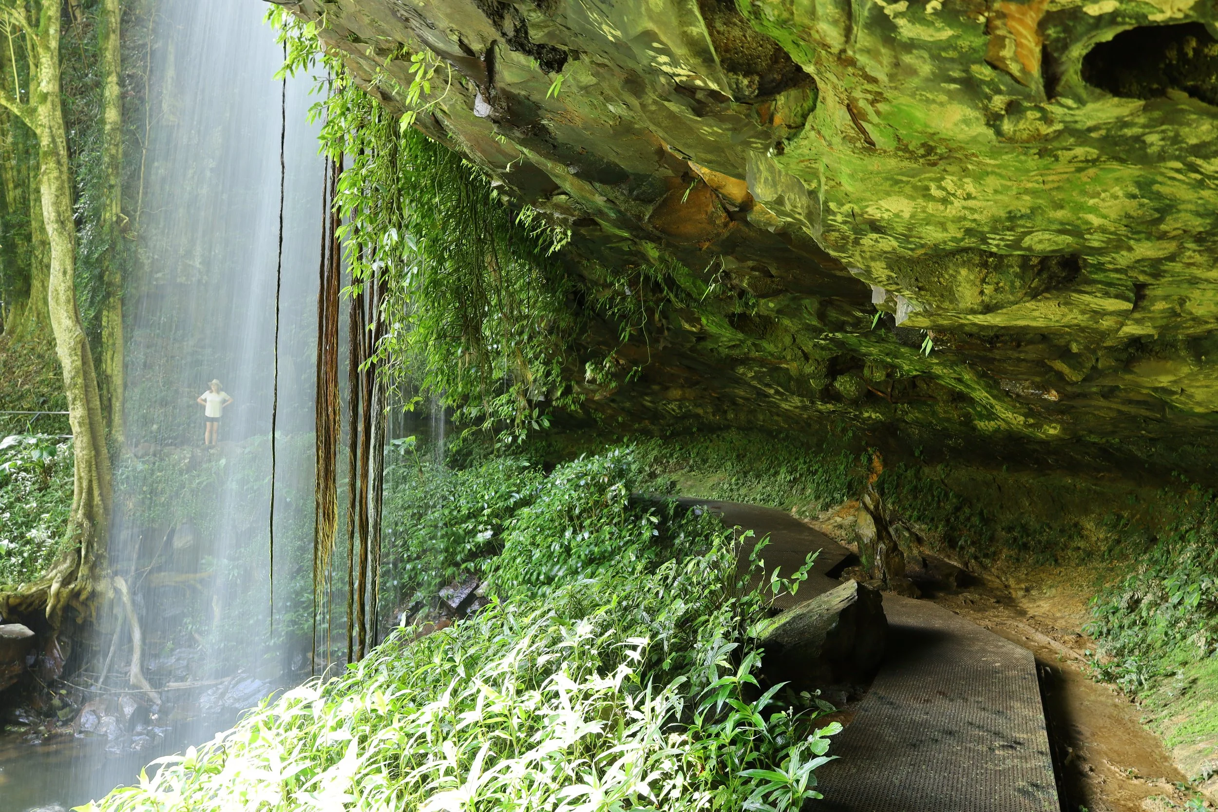 Dorrigo Rainforest walk