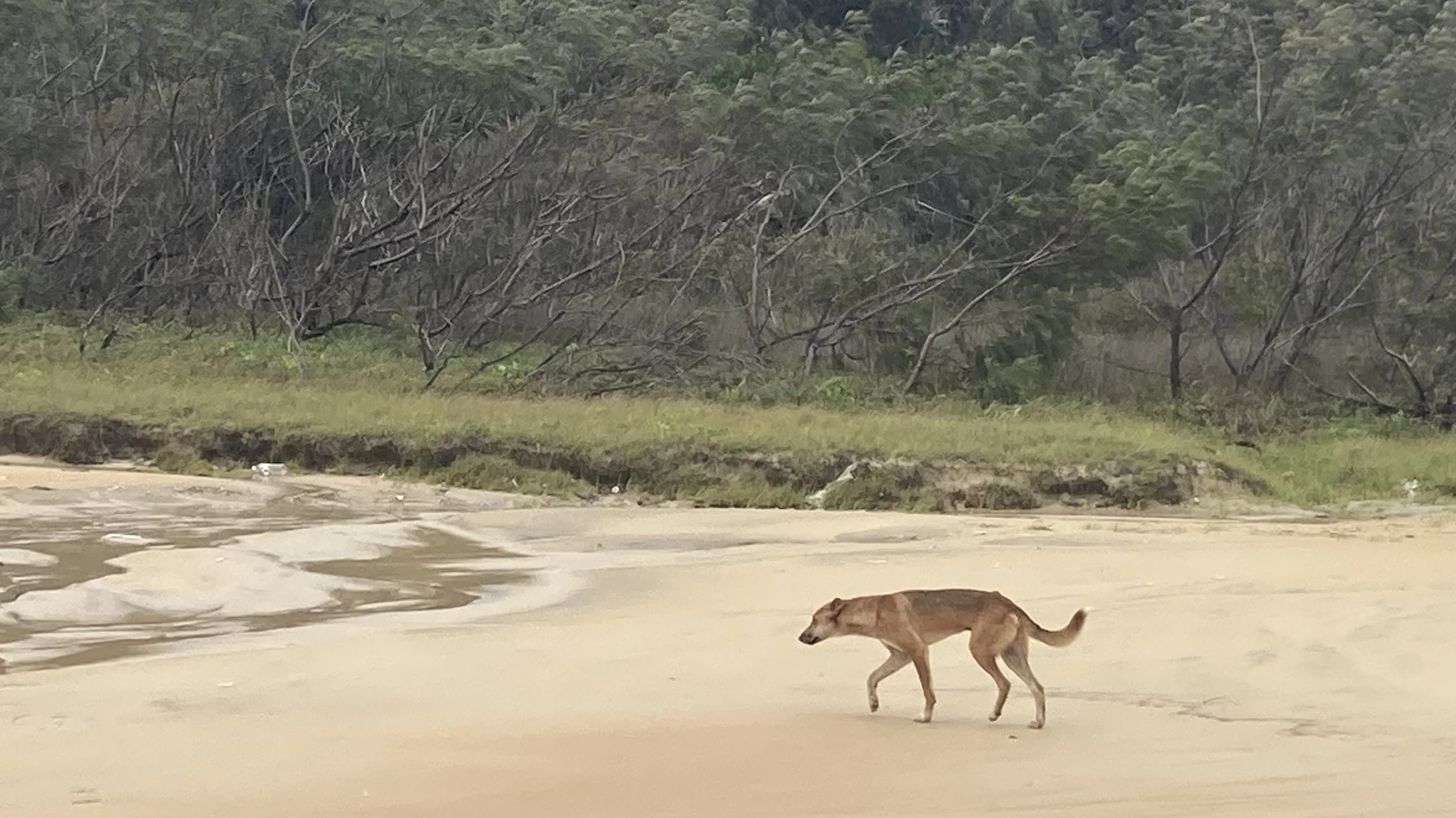 Spotted a few dingoes but they weren't too interested in us