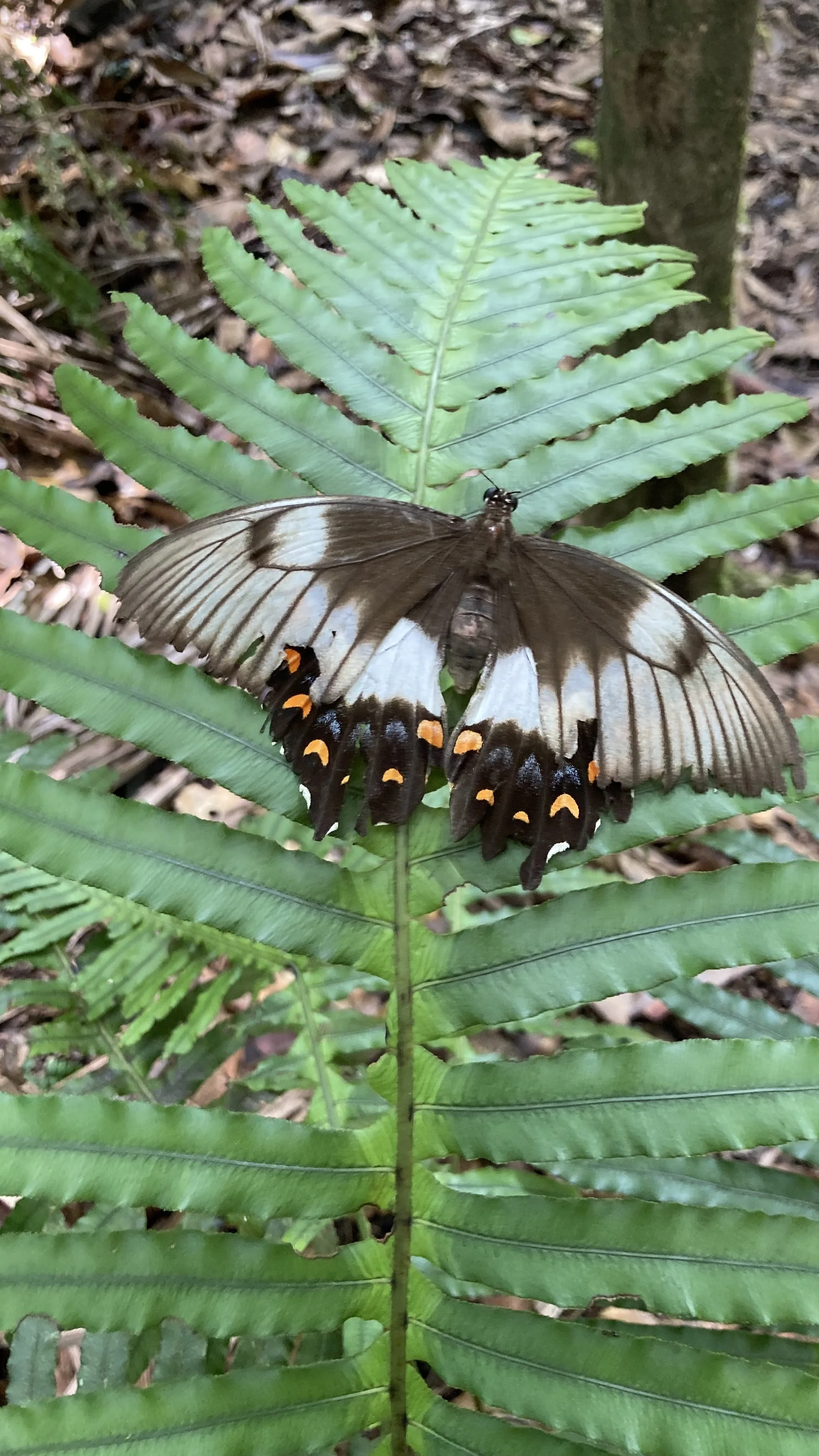 Orchard Swallowtail Butterfly