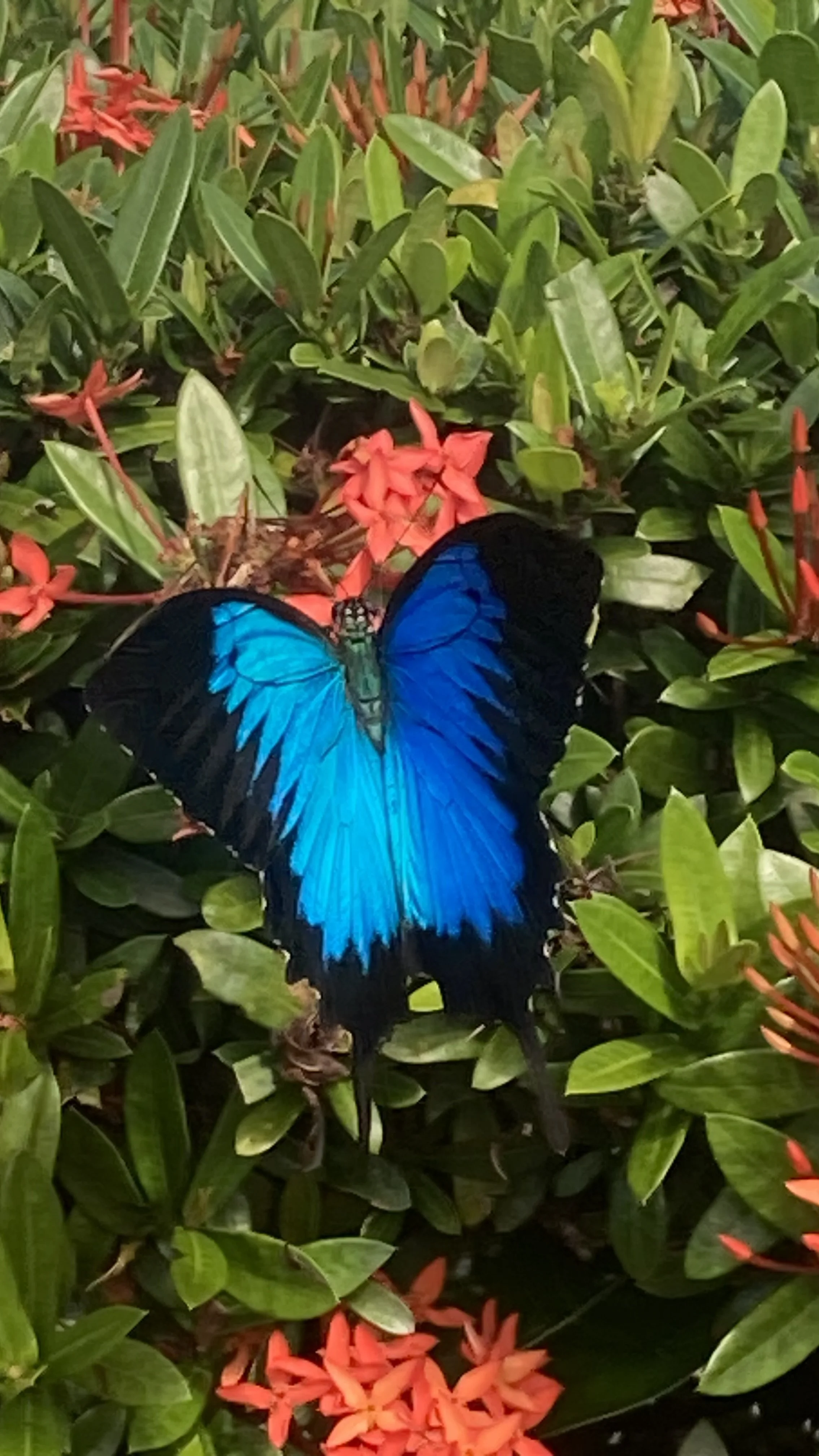 Ulysses Butterfly
