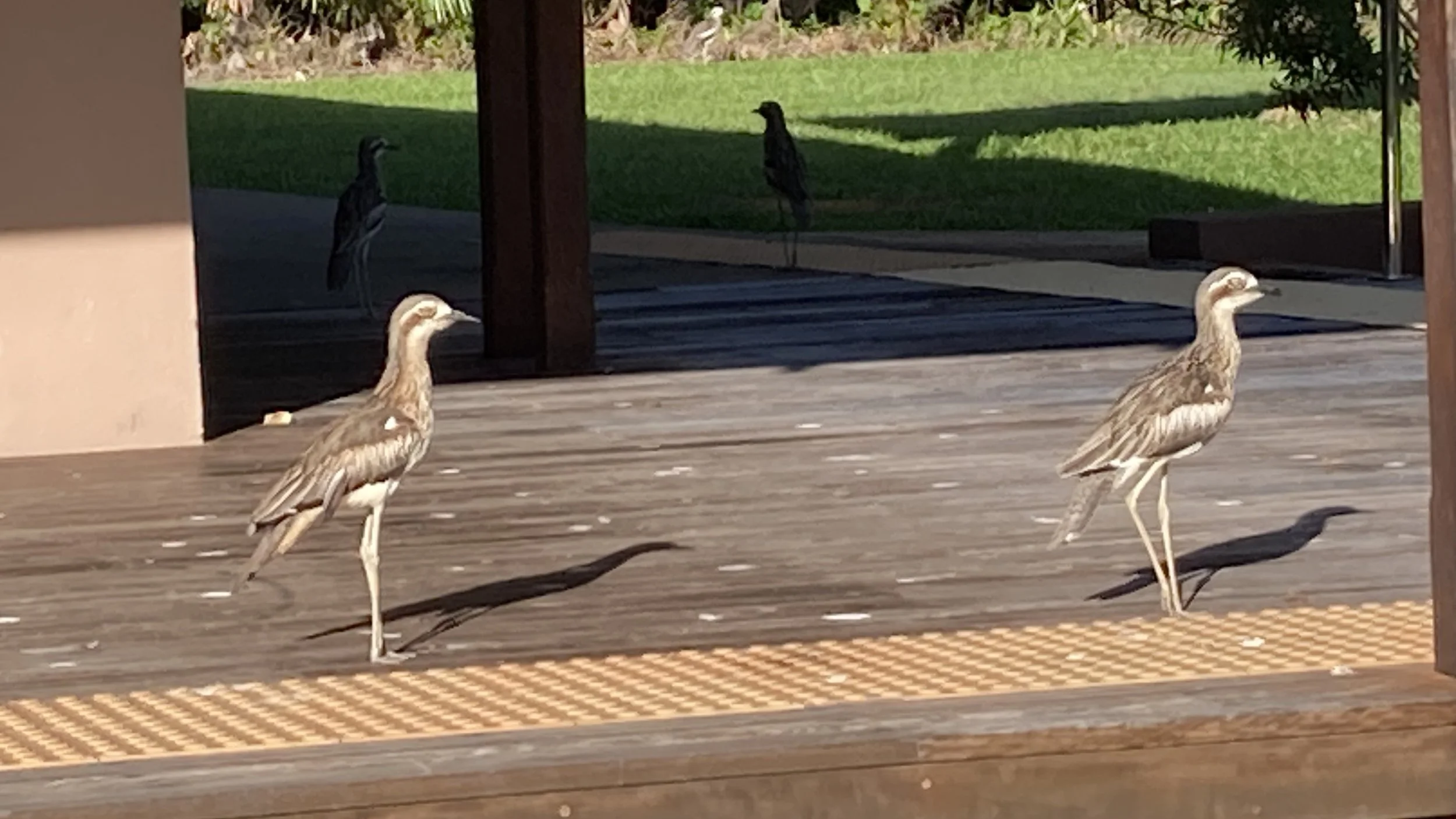 Curlews