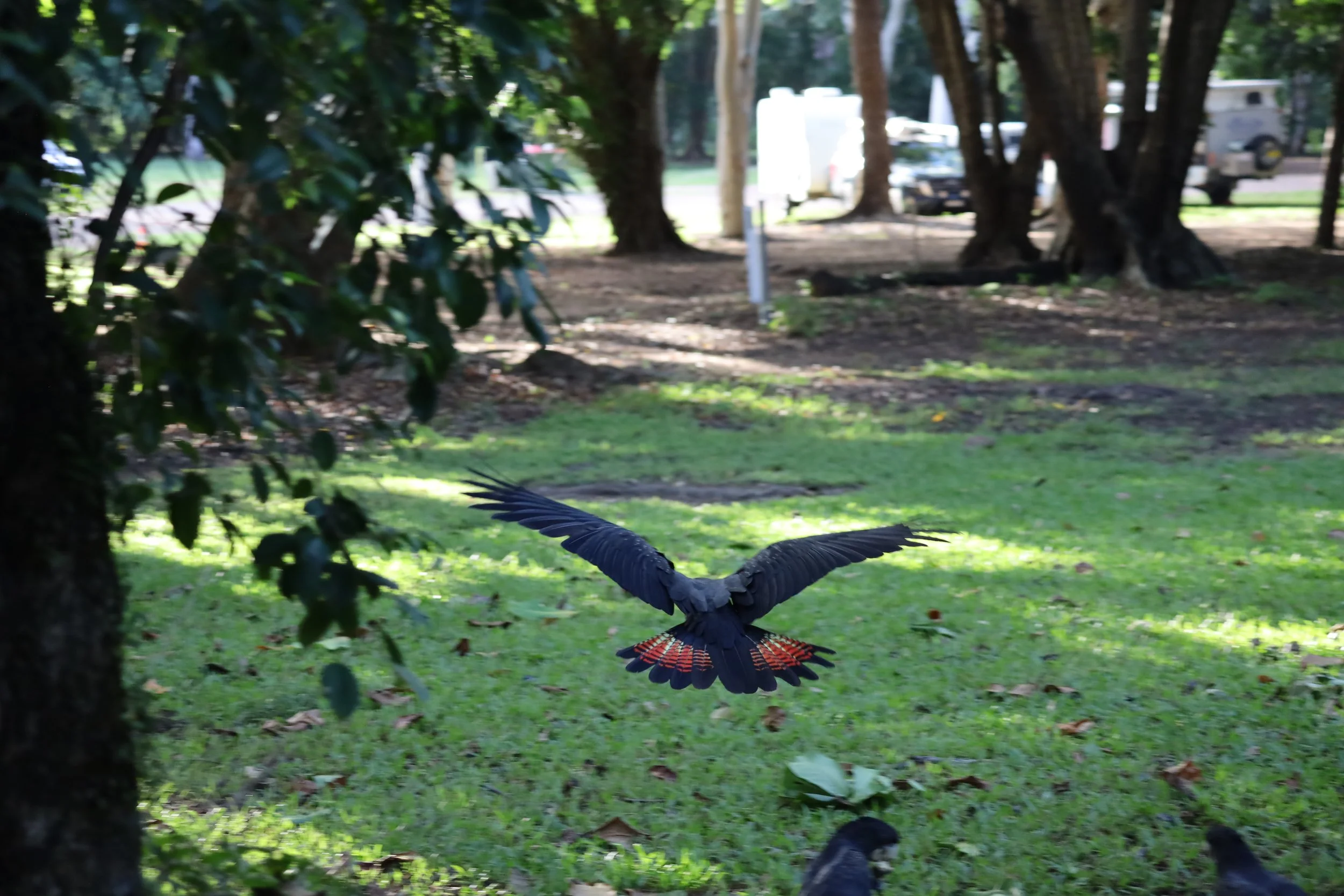Red-tailed Black Cockatoo