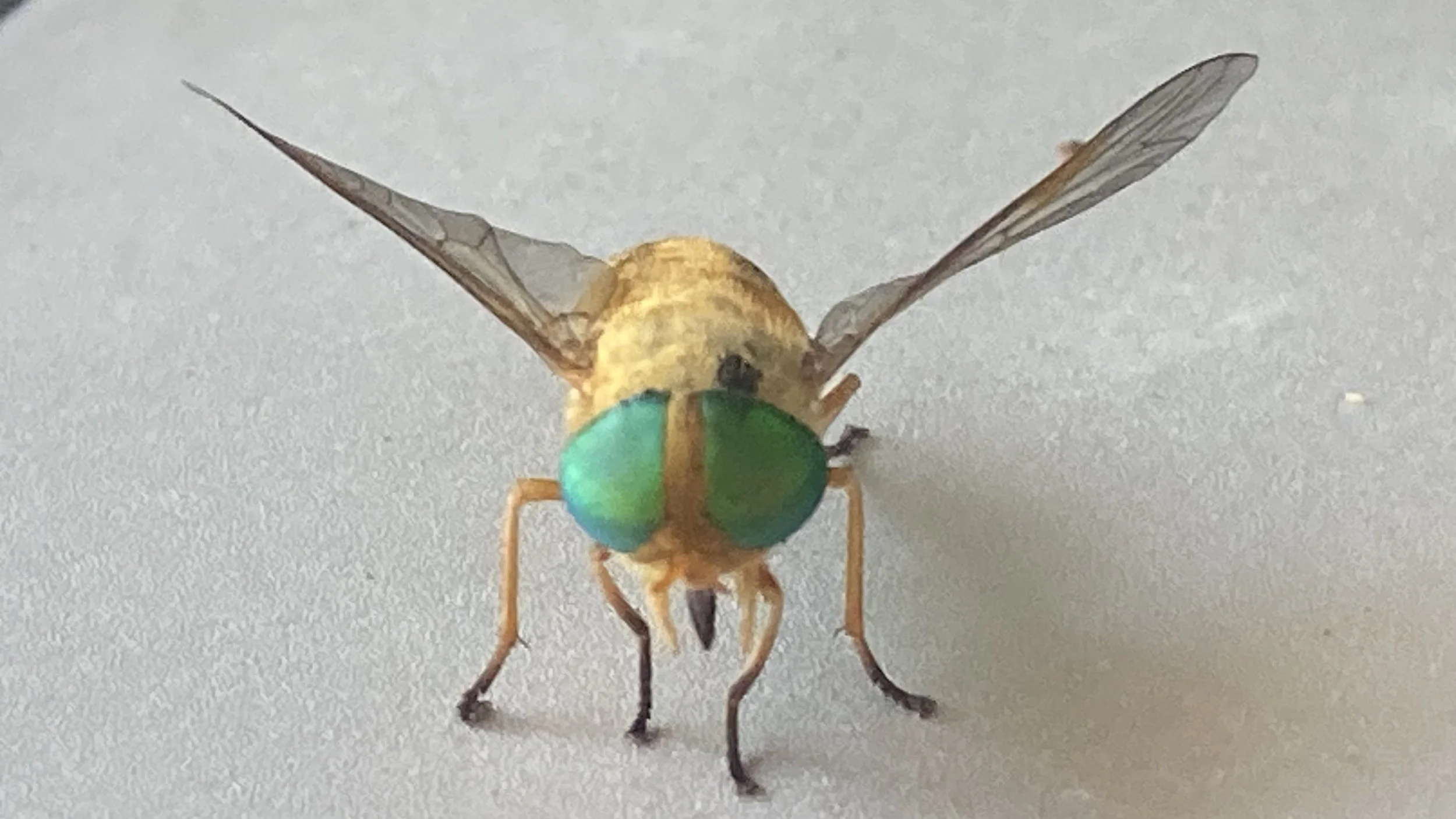March Fly aka Horse Fly, a few found on K'gari