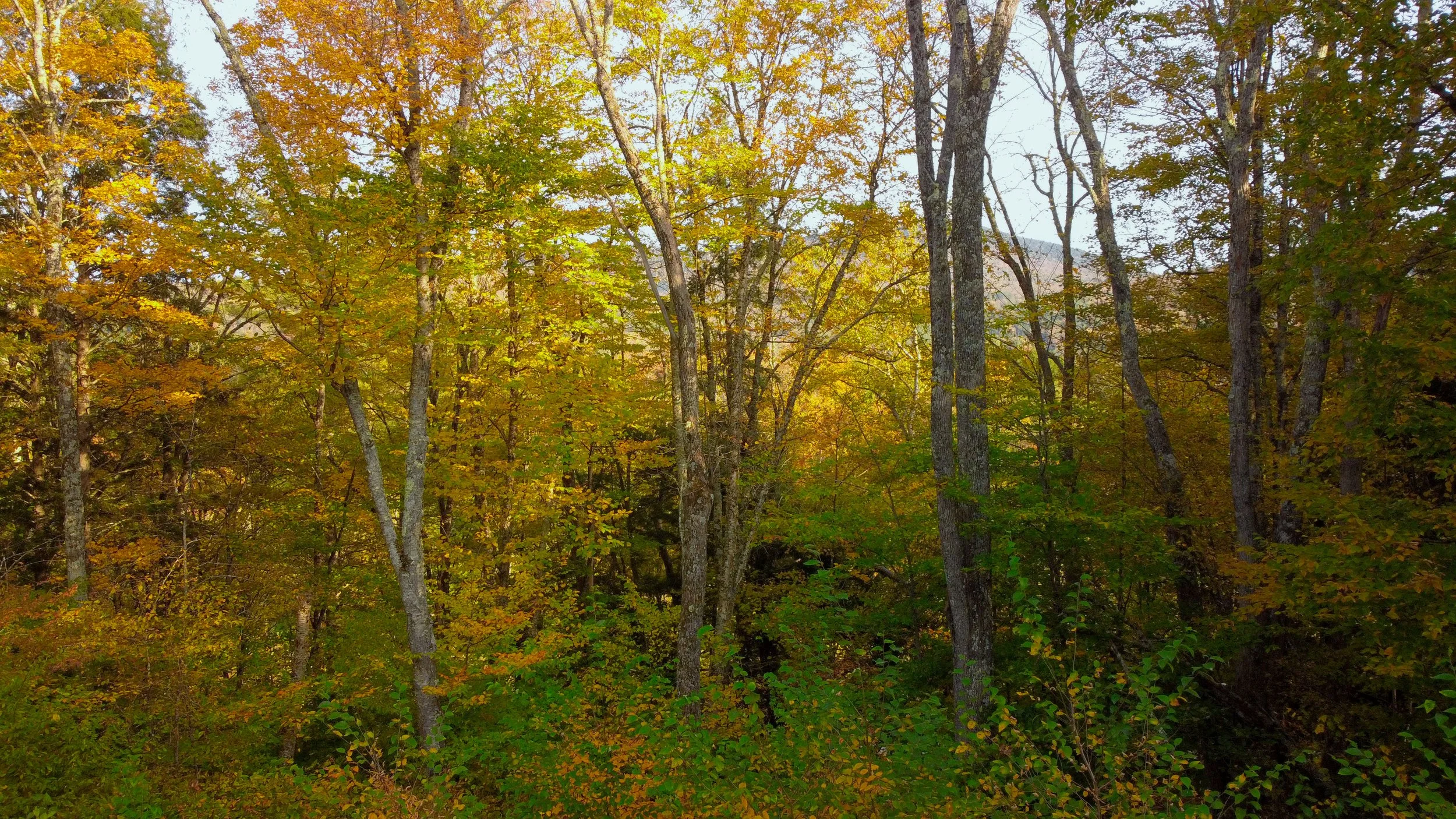 DJI_0919.jpg