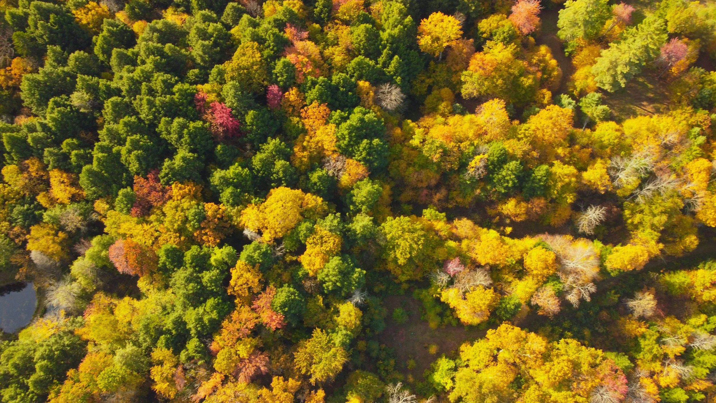 DJI_0916.jpg