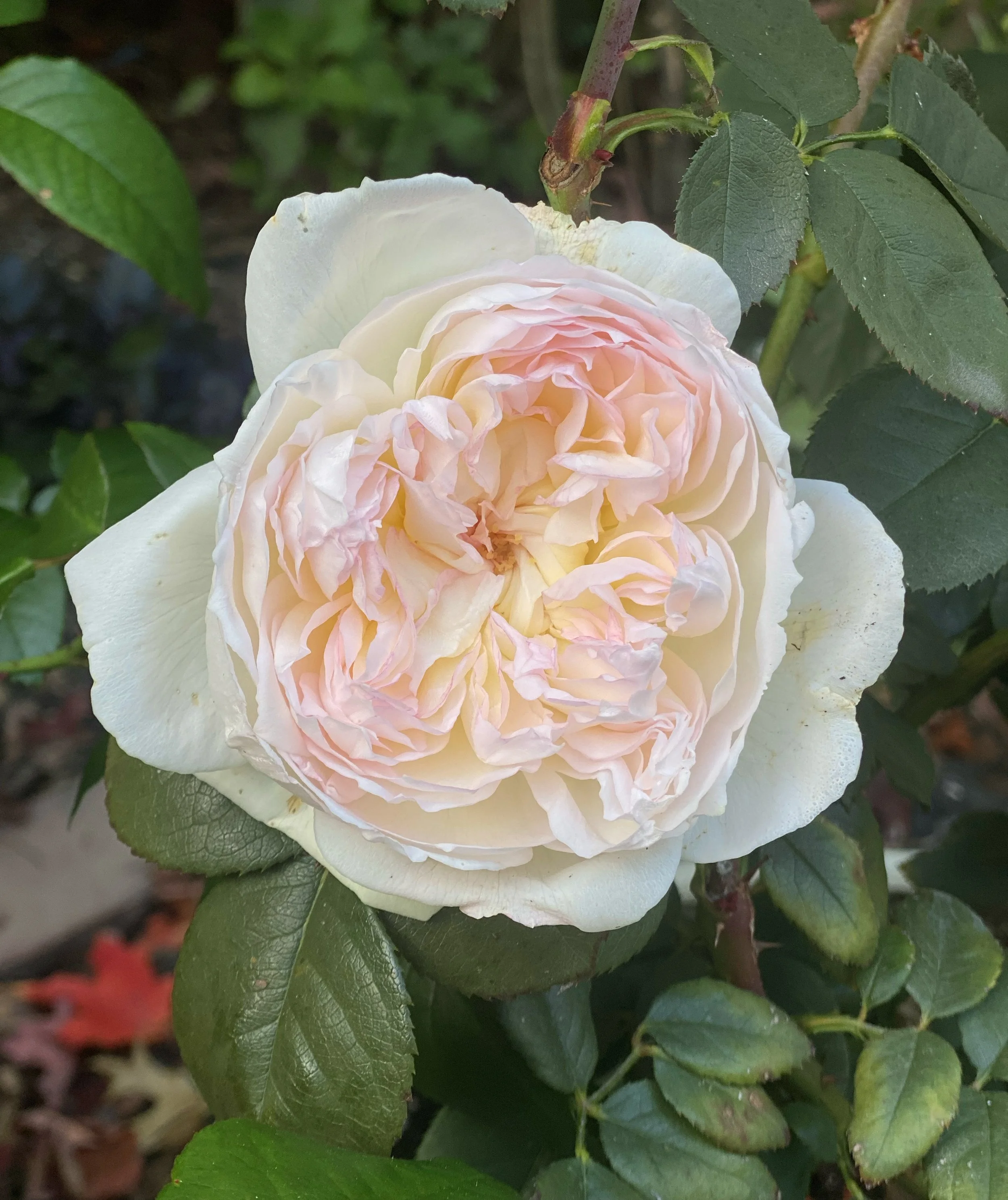 IMG_4998_for lesson.jpg