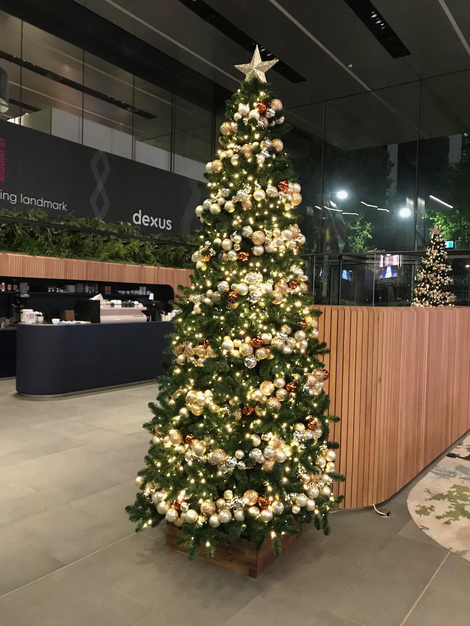 christmas treesIMG_9995.jpeg