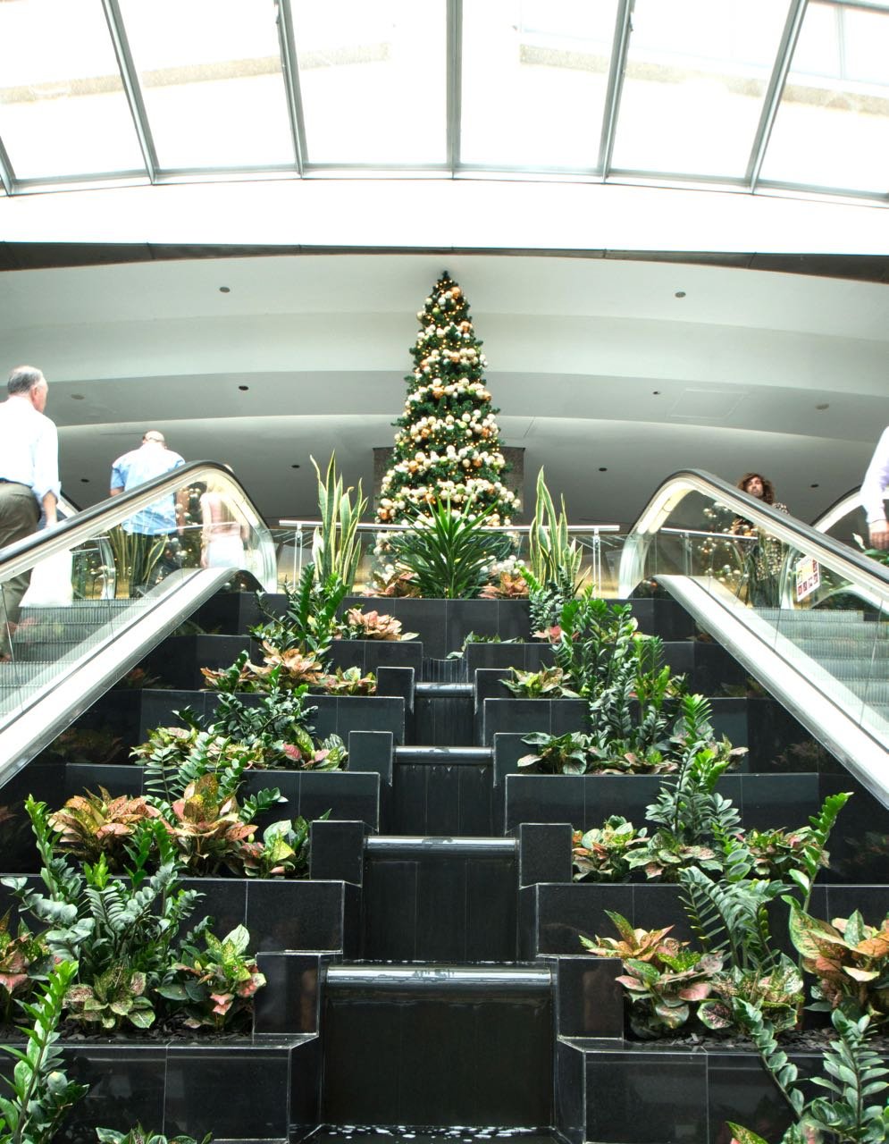 christmas treesnortsideplaza-4.jpg