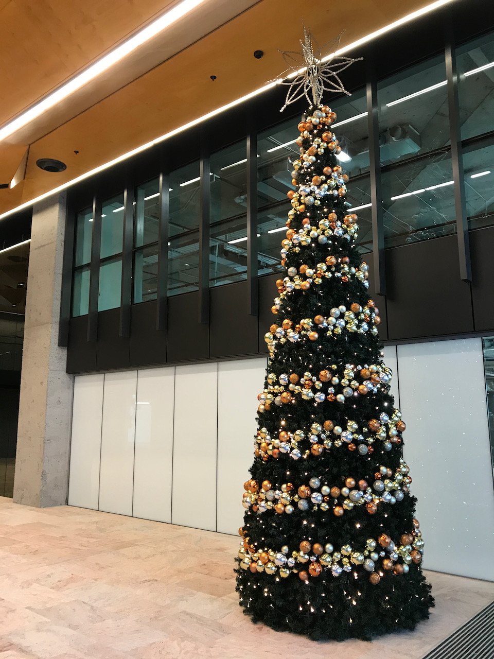 christmas treesIMG_3181.jpeg