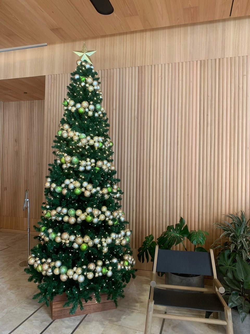 christmas treesIMG_1374.jpeg