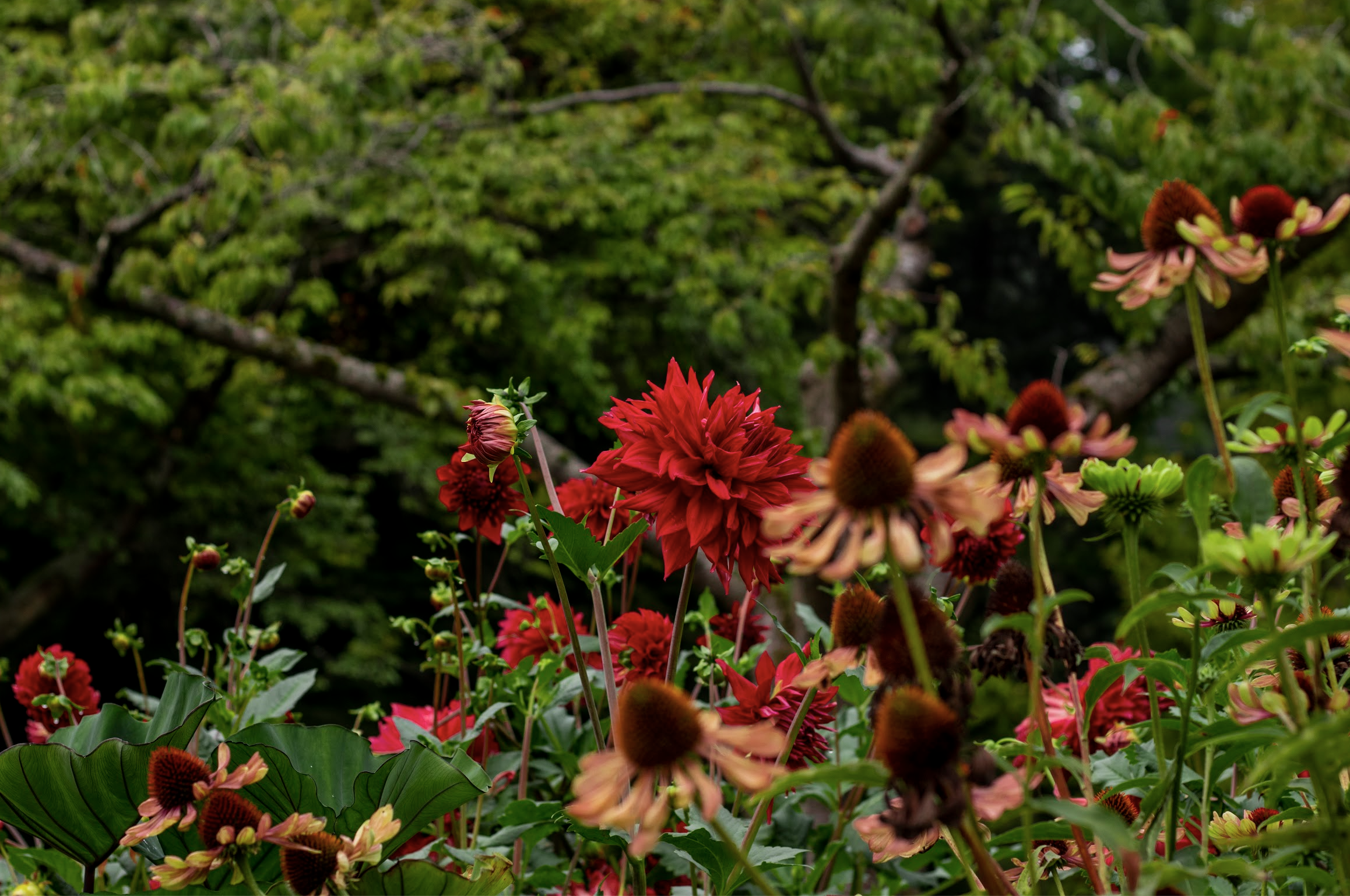 Screen Shot 2022-08-13 at 11.43.46 AM.png