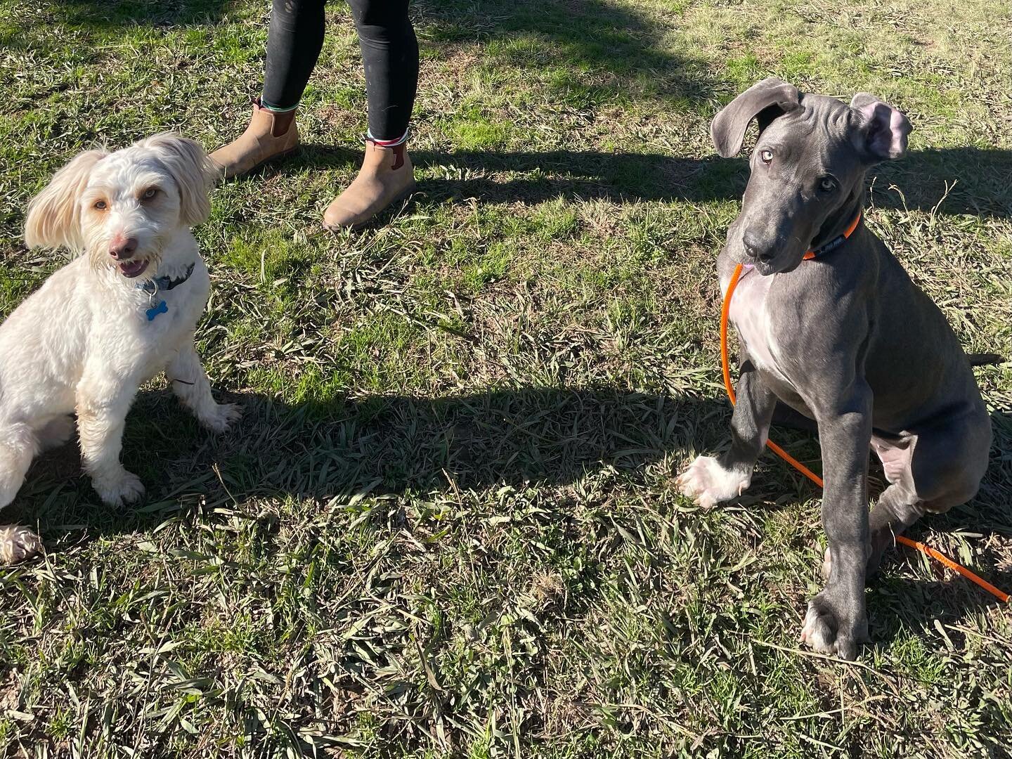 Friday fun! 

#dogs #dogsofcanberra #doggydaycare #canberra #puppies #adventurecamp