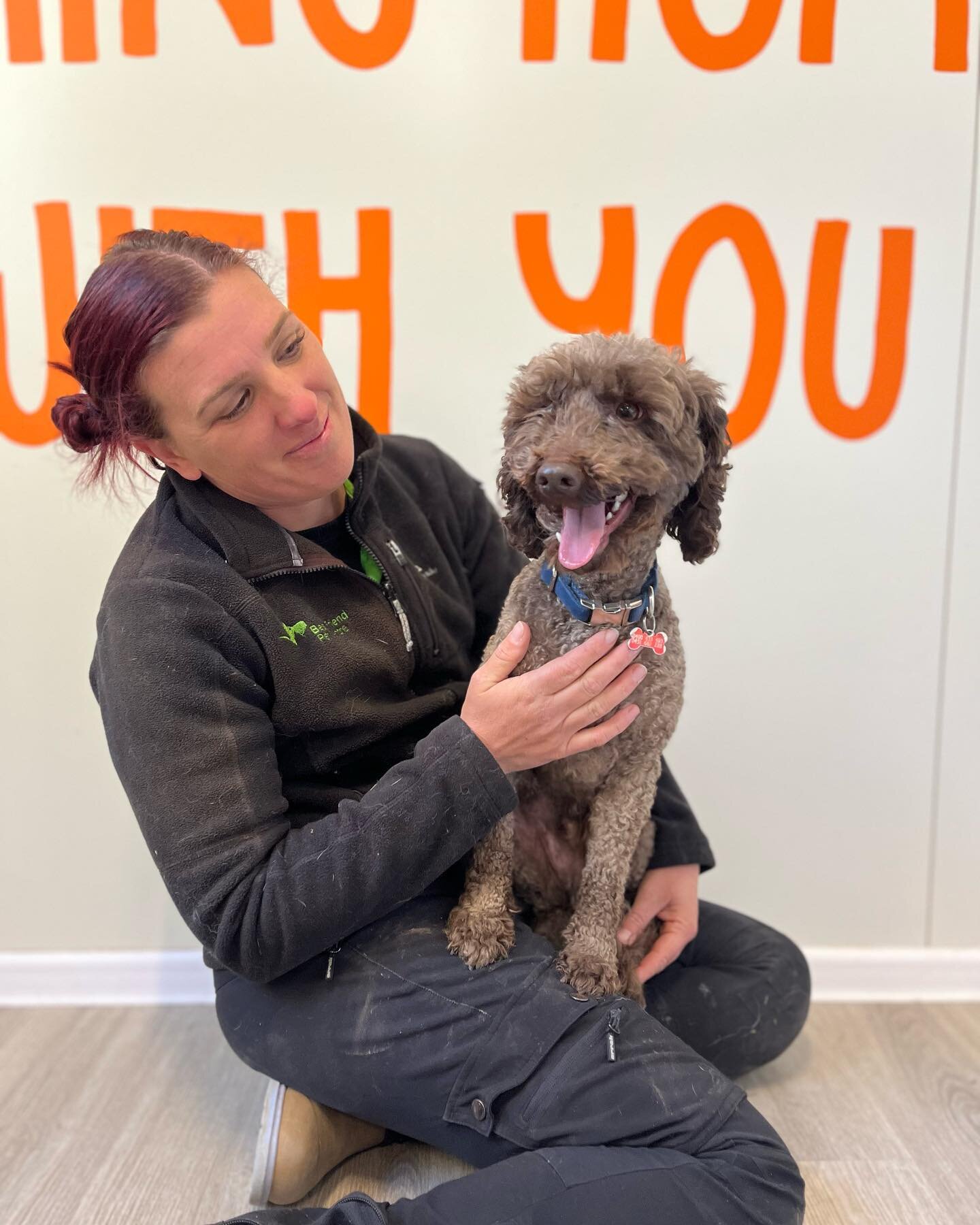 Welcome to adventure camp Gilbert!!

#dogs #dogsofinstagram #dogstagram #dogslife #dog #puppies #puppiesofinstagram #puppylove #puppy #k9andcoadventurecamp #k9andco #doggydaycare #doggydaycamp #adventurecamp